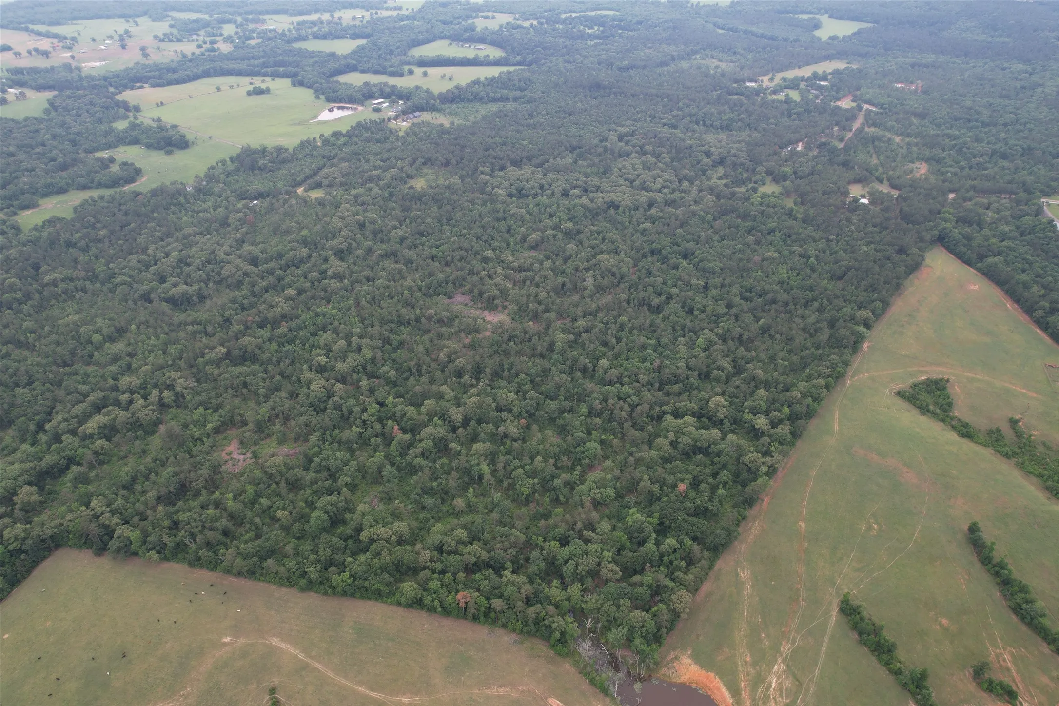 Unimproved Land For Sale in Rusk County , TBD County Road 461, Laneville, Texas 75667, 0, 0, Garage spaces, 0 Sqft, built in 0, Price $497,025, mls#21284962, Real Estate Agent in Laneville, Homes For Sale in Rusk county, Homes For Sale in Laneville, Realtor in Laneville Texas, Real Estate Brokerage Independent Realty Texas, Luminita Cordes Realtor