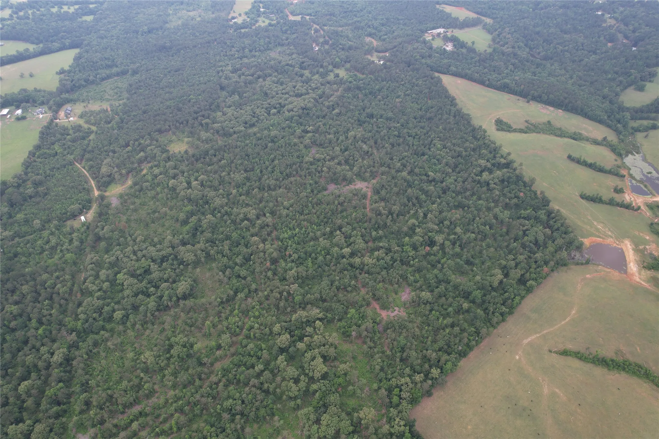 Unimproved Land For Sale in Rusk County , TBD County Road 461, Laneville, Texas 75667, 0, 0, Garage spaces, 0 Sqft, built in 0, Price $497,025, mls#21284962, Real Estate Agent in Laneville, Homes For Sale in Rusk county, Homes For Sale in Laneville, Realtor in Laneville Texas, Real Estate Brokerage Independent Realty Texas, Luminita Cordes Realtor