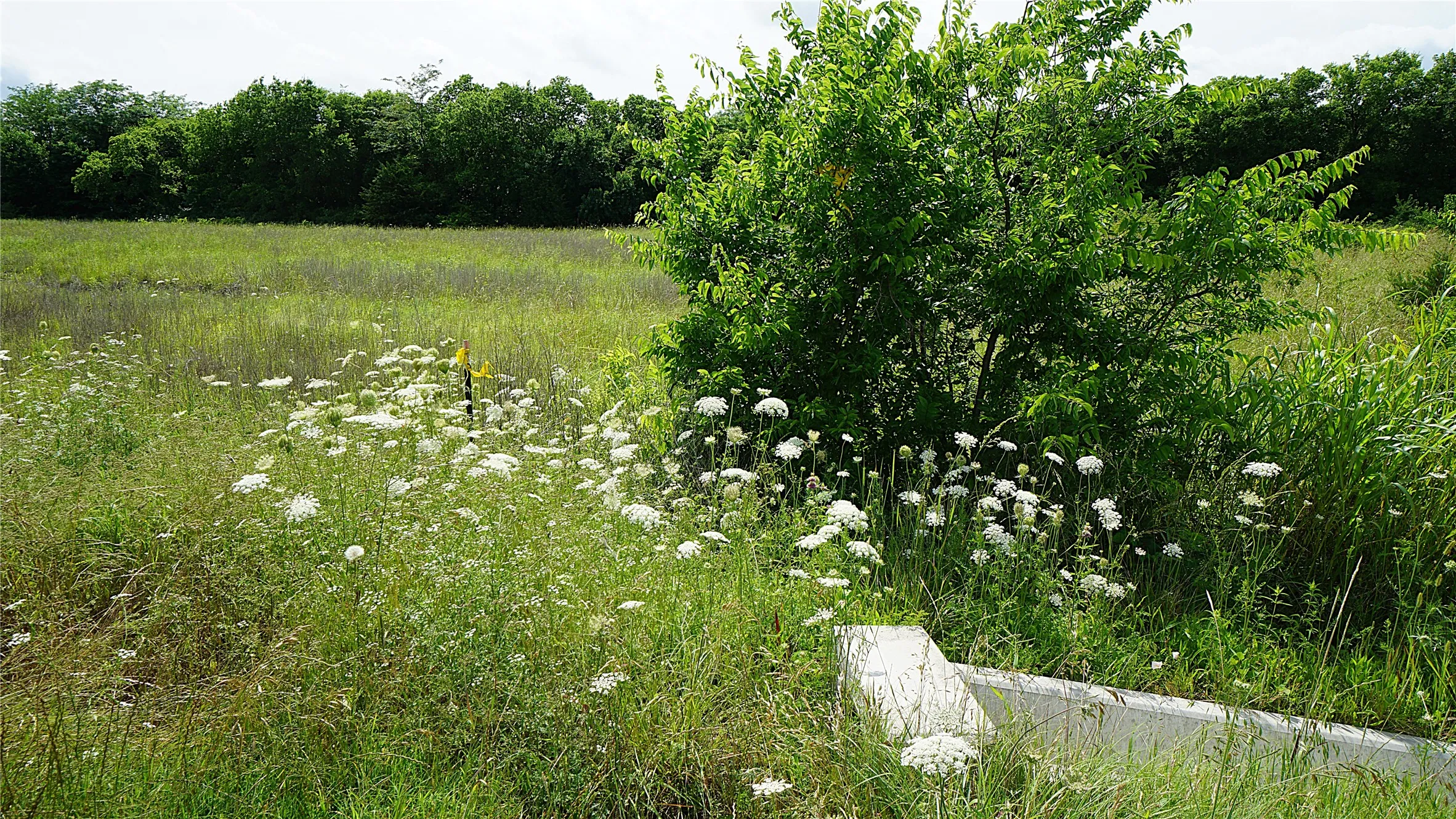 Unimproved Land For Sale in Hunt County , 10468 State Highway 50, Ladonia, Texas 75449, 0, 0, Garage spaces, 0 Sqft, built in 0, Price $99,000, mls#21285500, Real Estate Agent in Ladonia, Homes For Sale in Hunt county, Homes For Sale in Ladonia, Realtor in Ladonia Texas, Real Estate Brokerage Independent Realty Texas, Luminita Cordes Realtor
