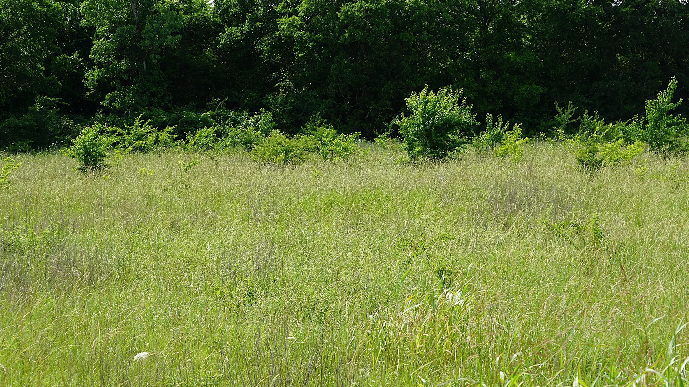 Unimproved Land For Sale in Hunt County , 10468 State Highway 50, Ladonia, Texas 75449, 0, 0, Garage spaces, 0 Sqft, built in 0, Price $99,000, mls#21285500, Real Estate Agent in Ladonia, Homes For Sale in Hunt county, Homes For Sale in Ladonia, Realtor in Ladonia Texas, Real Estate Brokerage Independent Realty Texas, Luminita Cordes Realtor