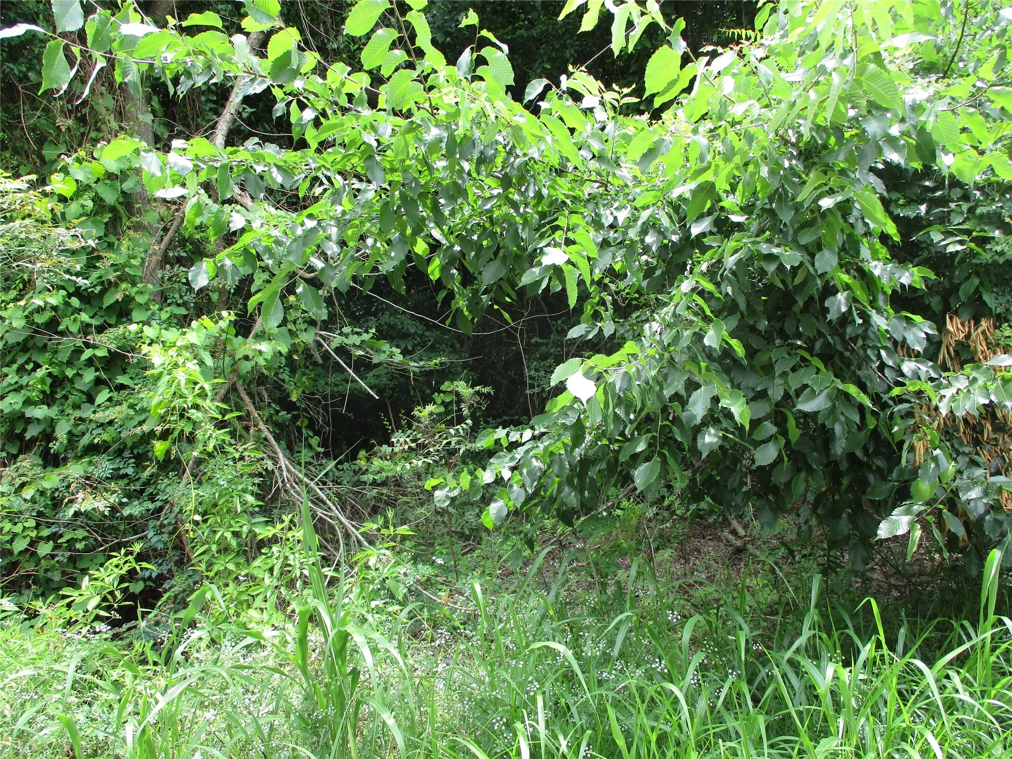 Unimproved Land For Sale in Rains County , TBD ROBINSON Street, Emory, Texas 75440, 0, 0, Garage spaces, 0 Sqft, built in 0, Price $85,440, mls#21285622, Real Estate Agent in Emory, Homes For Sale in Rains county, Homes For Sale in Emory, Realtor in Emory Texas, Real Estate Brokerage Independent Realty Texas, Luminita Cordes Realtor