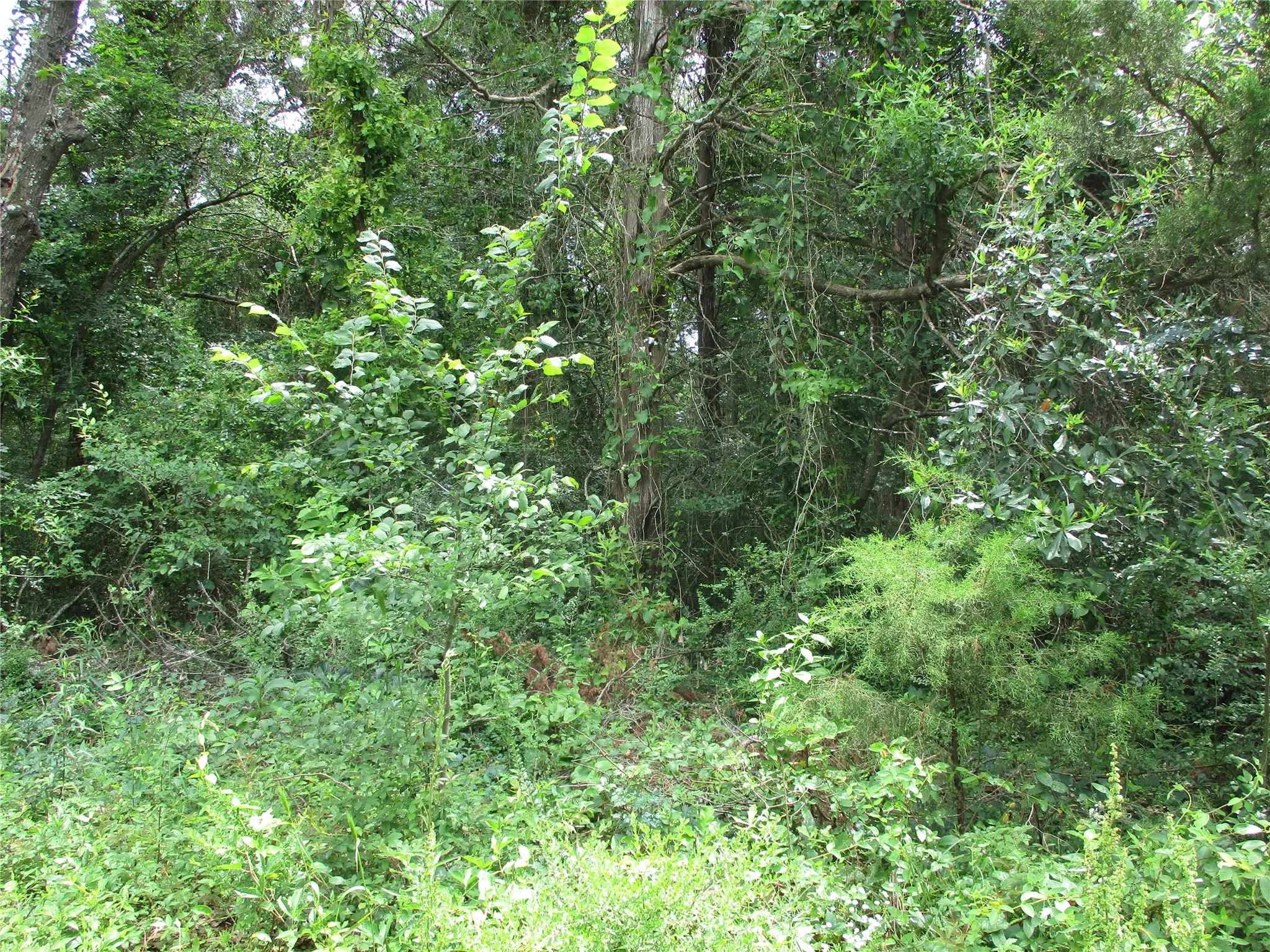 Unimproved Land For Sale in Rains County , TBD ROBINSON Street, Emory, Texas 75440, 0, 0, Garage spaces, 0 Sqft, built in 0, Price $85,440, mls#21285622, Real Estate Agent in Emory, Homes For Sale in Rains county, Homes For Sale in Emory, Realtor in Emory Texas, Real Estate Brokerage Independent Realty Texas, Luminita Cordes Realtor