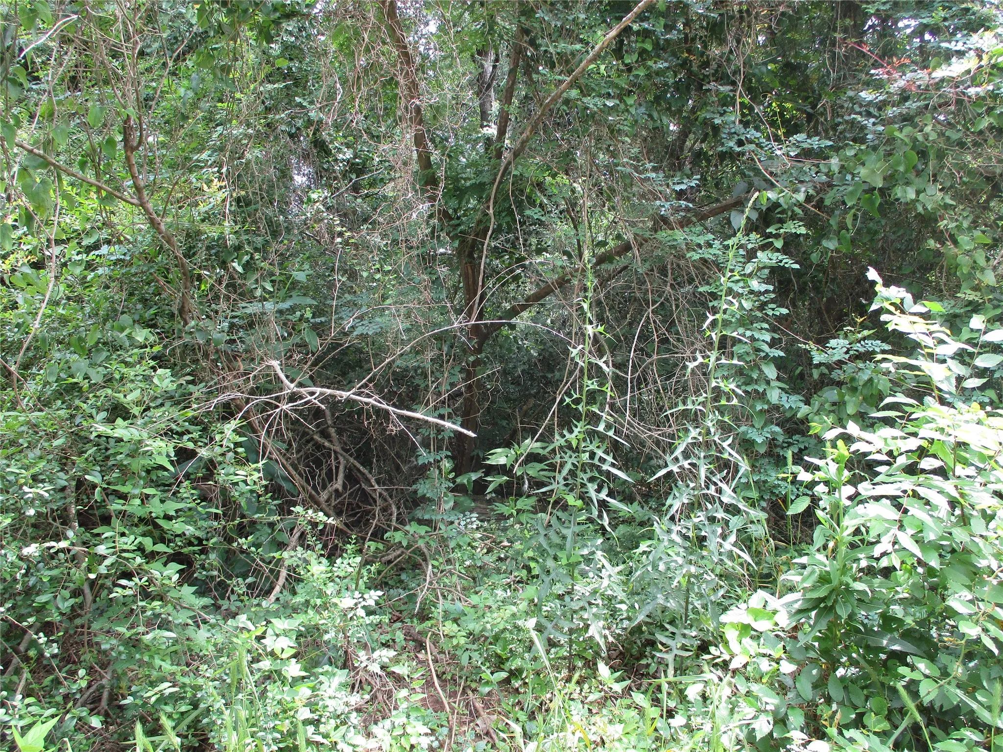 Unimproved Land For Sale in Rains County , TBD ROBINSON Street, Emory, Texas 75440, 0, 0, Garage spaces, 0 Sqft, built in 0, Price $85,440, mls#21285622, Real Estate Agent in Emory, Homes For Sale in Rains county, Homes For Sale in Emory, Realtor in Emory Texas, Real Estate Brokerage Independent Realty Texas, Luminita Cordes Realtor