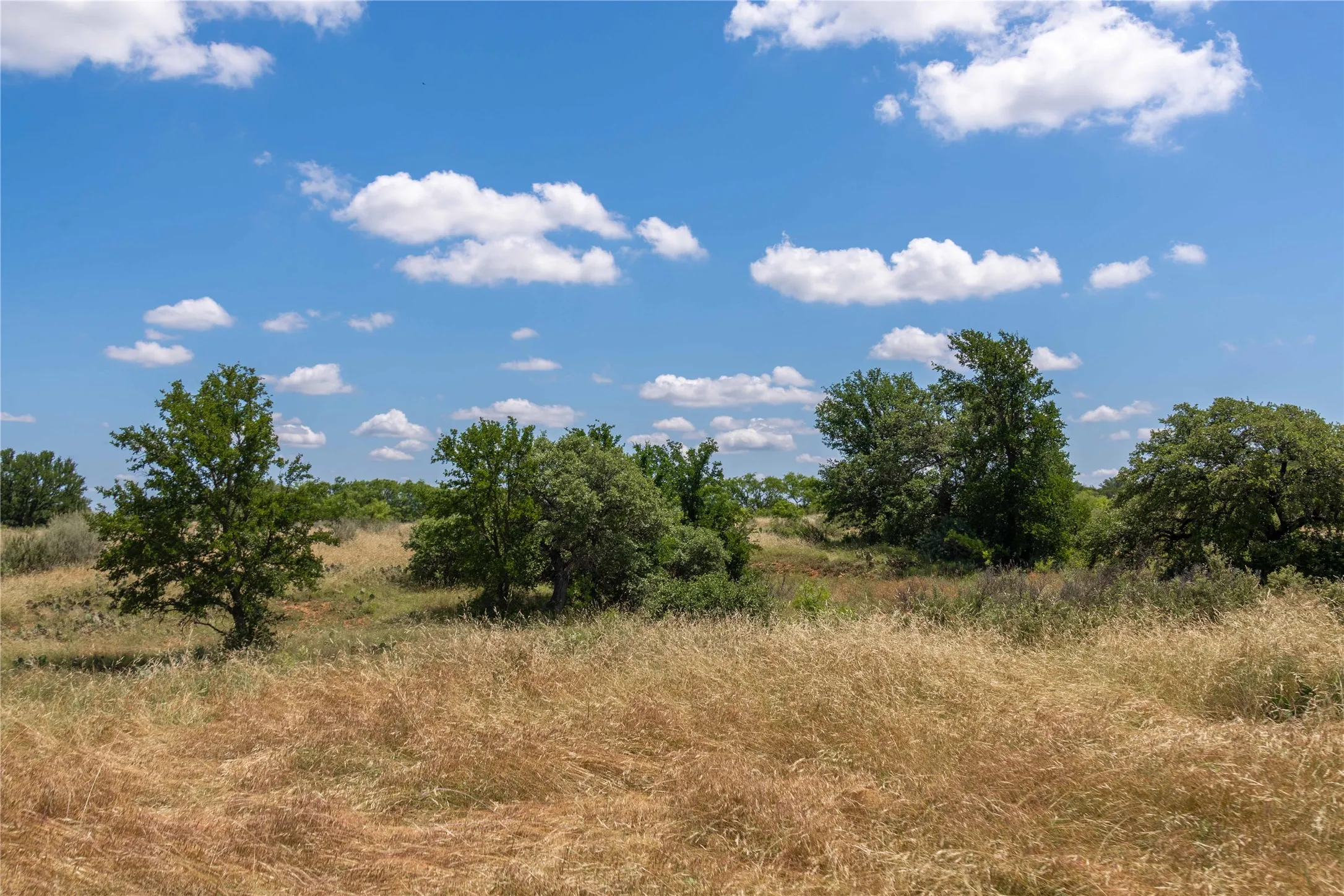 Expansive natural landscape featuring mature trees, a clear blue sky with scattered clouds, and golden-hued grasses