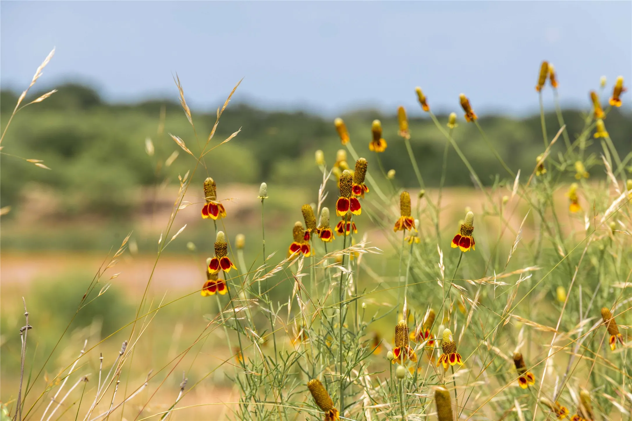 Natural landscape featuring varied flora, including red and yellow wildflowers, interspersed with tall grasses