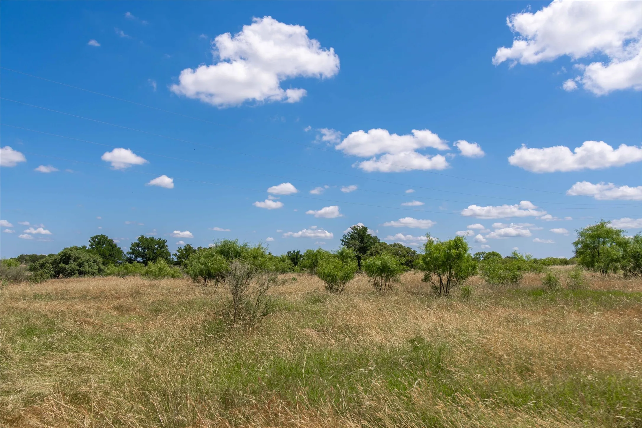Expansive natural landscape featuring a mix of golden and green grasses, scattered deciduous trees, and a clear blue sky with cumulus clouds