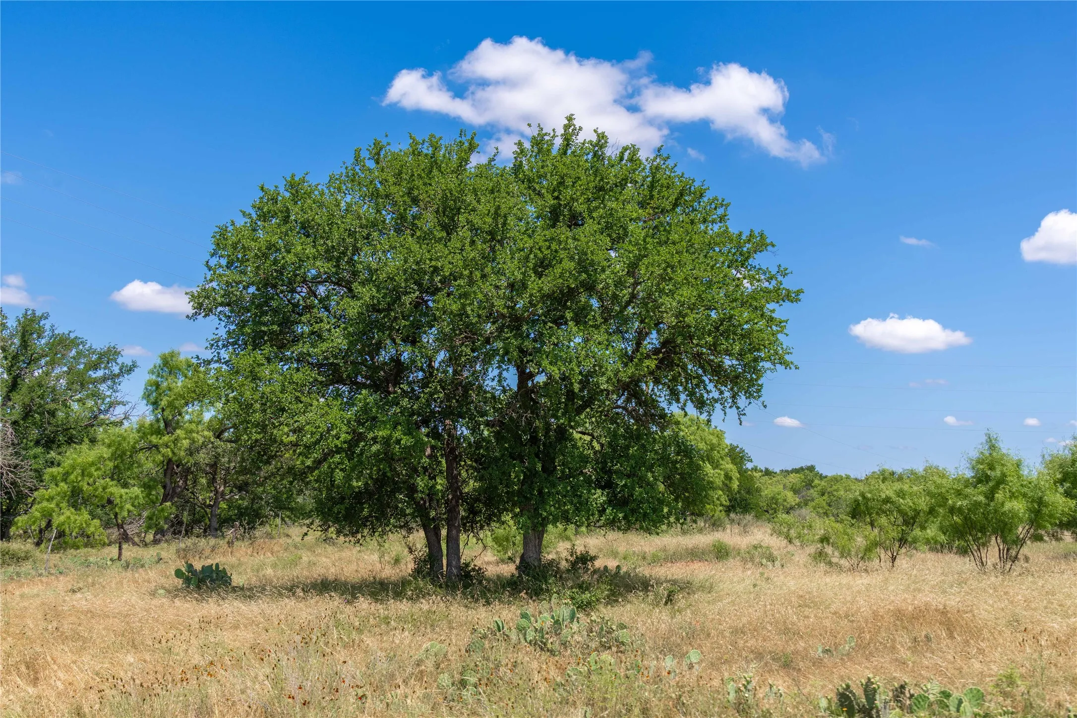 Expansive natural landscape featuring a prominent mature tree with a full canopy