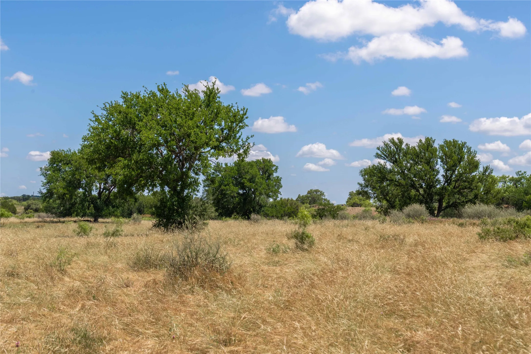 Expansive natural landscape featuring mature trees and golden grassland