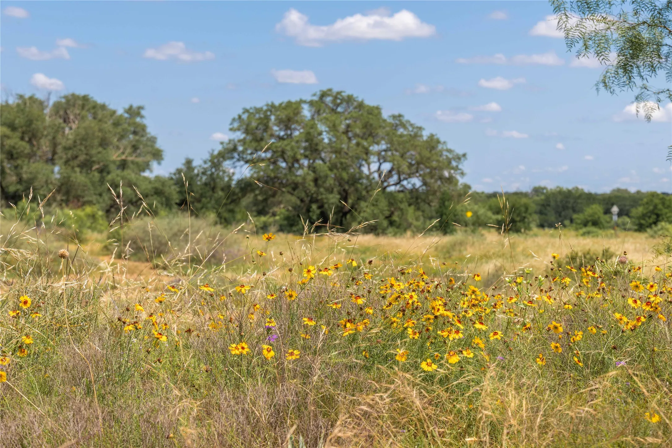 Expansive natural landscape featuring a field of wildflowers and mature trees under a blue sky with scattered clouds