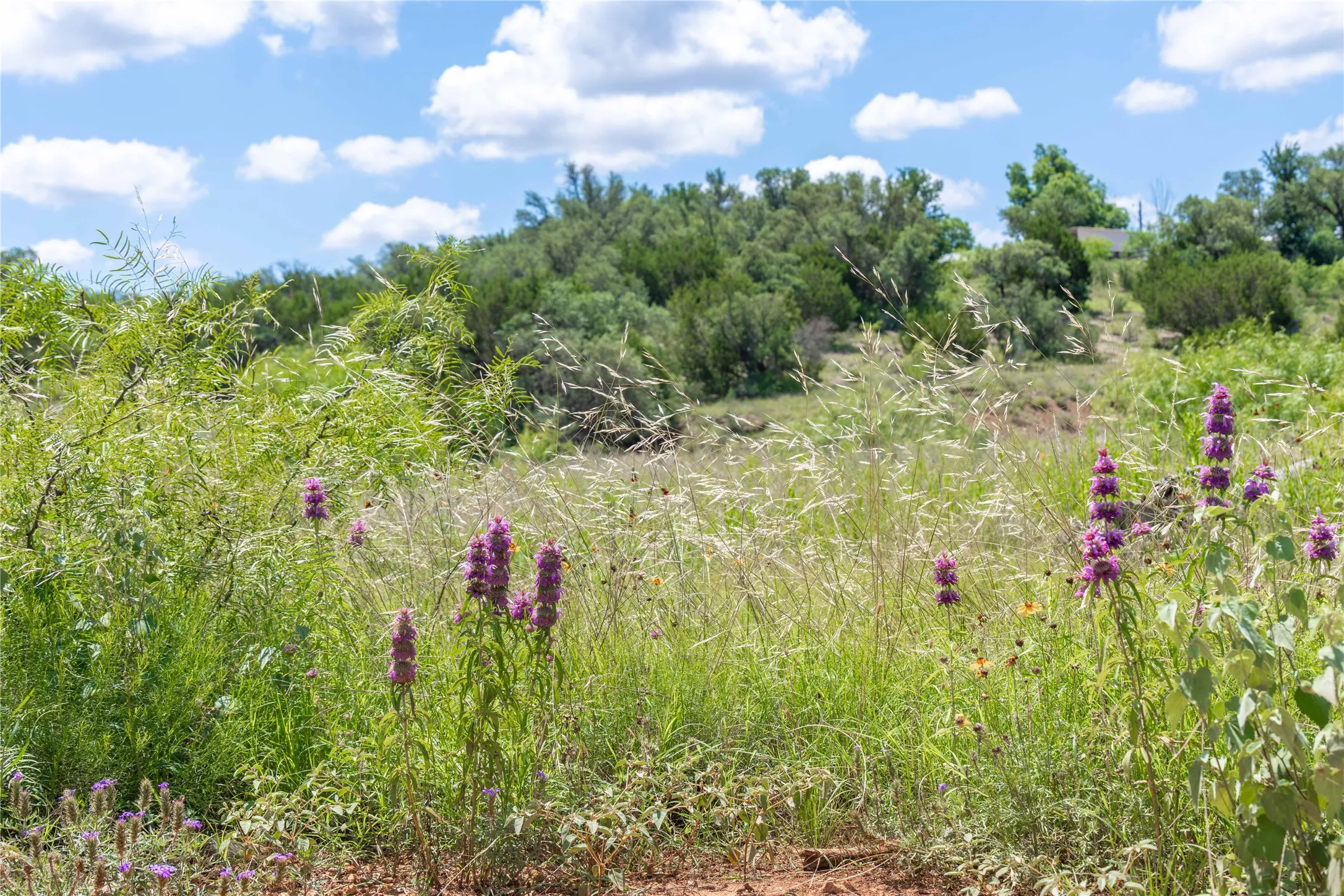 Expansive natural landscape featuring varied green foliage, tall grasses, and scattered purple wildflowers