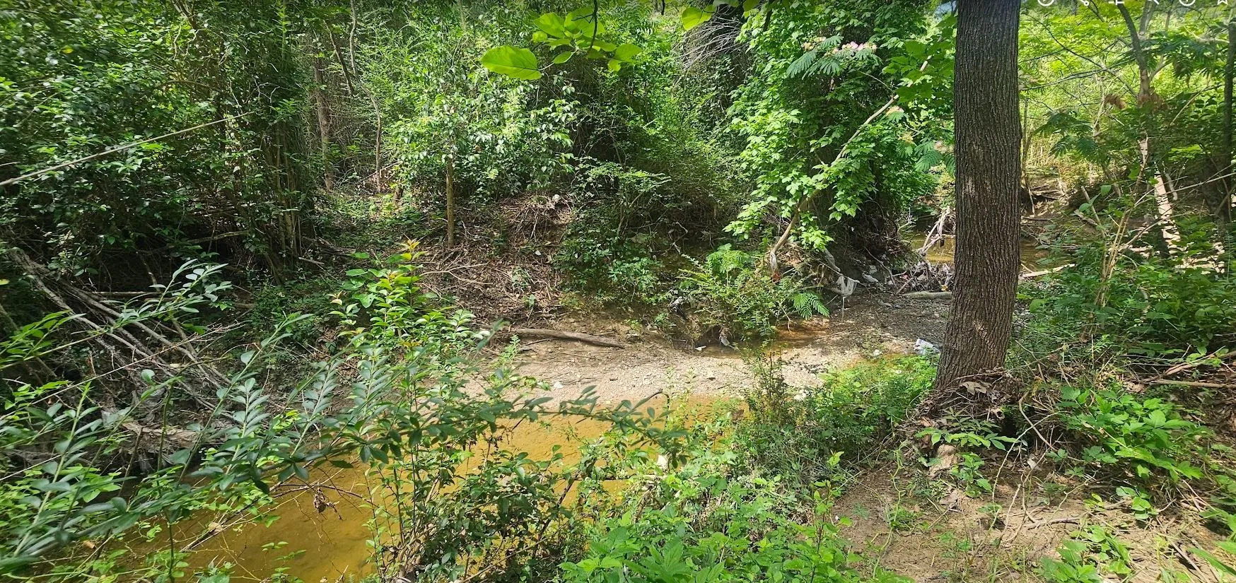 Natural creek bed lined with dense, mature foliage