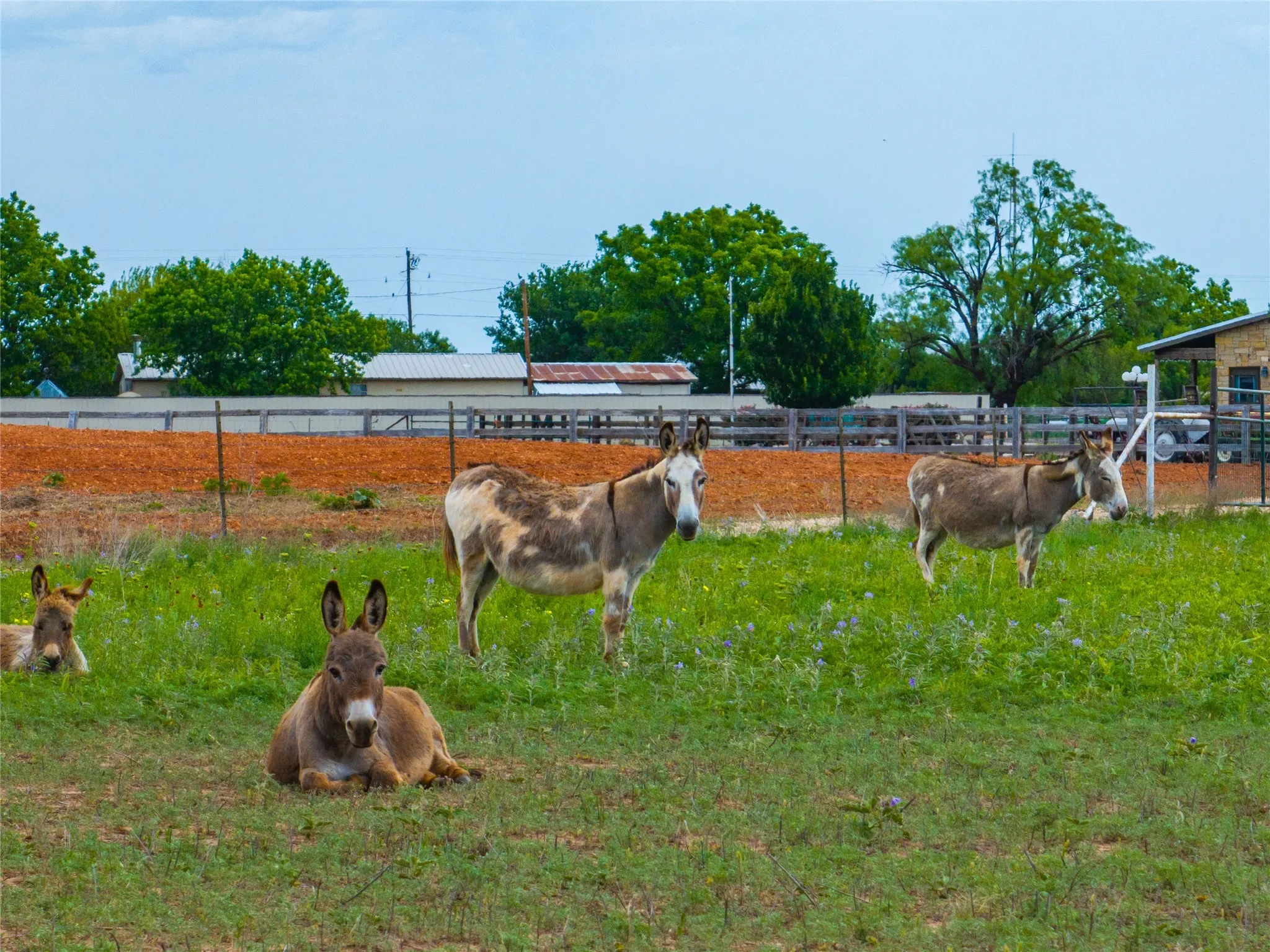 Unimproved Land For Sale in Jones County , Tbd FM 2404, Hawley, Texas 79525, 0, 0, Garage spaces, 0 Sqft, built in 0, Price $180,000, mls#21286721, Real Estate Agent in Hawley, Homes For Sale in Jones county, Homes For Sale in Hawley, Realtor in Hawley Texas, Real Estate Brokerage Independent Realty Texas, Luminita Cordes Realtor