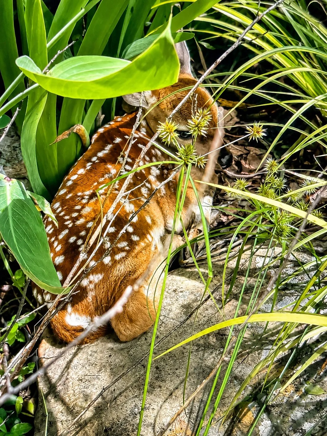 This is a baby fawn that was hiding in the koi pond foliage. This isn't the only one that stops by the property.