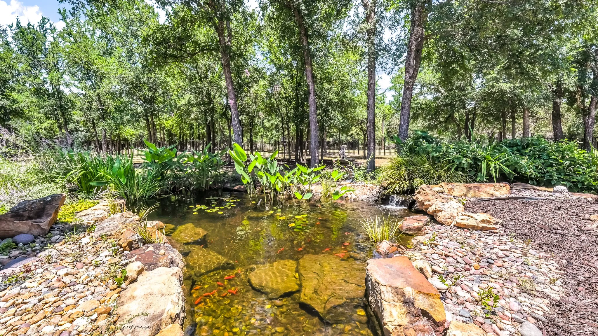 View one of koi pond and natural greenery.