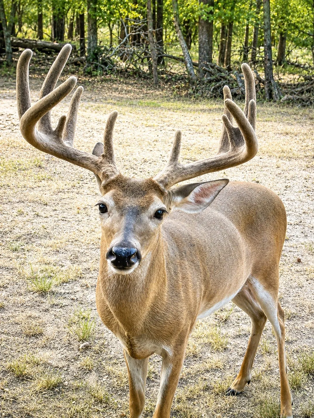 This is Big Boy, a 13-point buck that eats out of the owner's hand.
