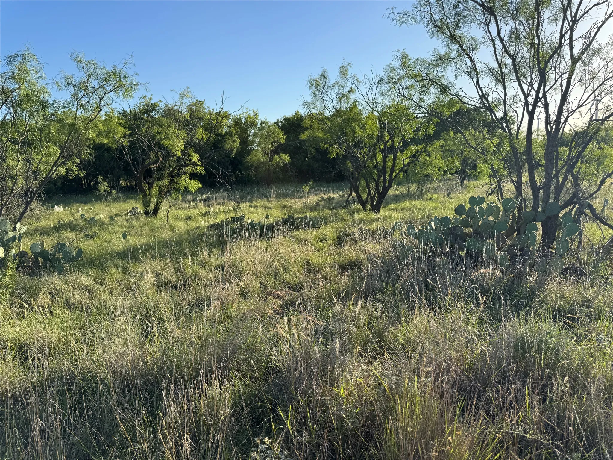 Expansive natural landscape featuring varied vegetation, including mature trees and scattered cacti