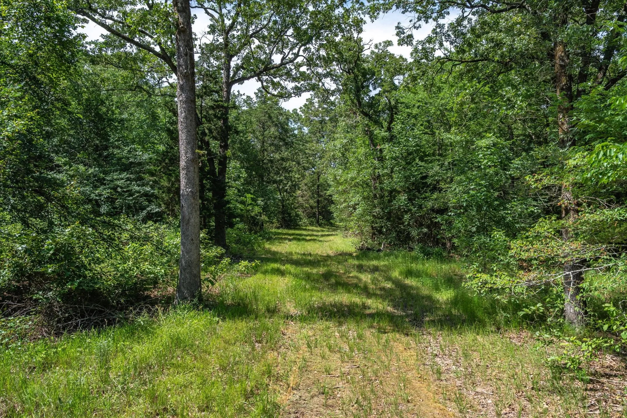 Good trails throughout property leading to blinds, feeders and game cameras.