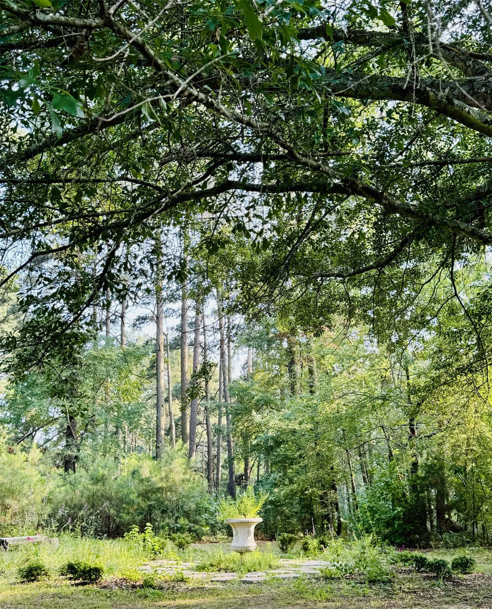 Beautiful garden with large trees