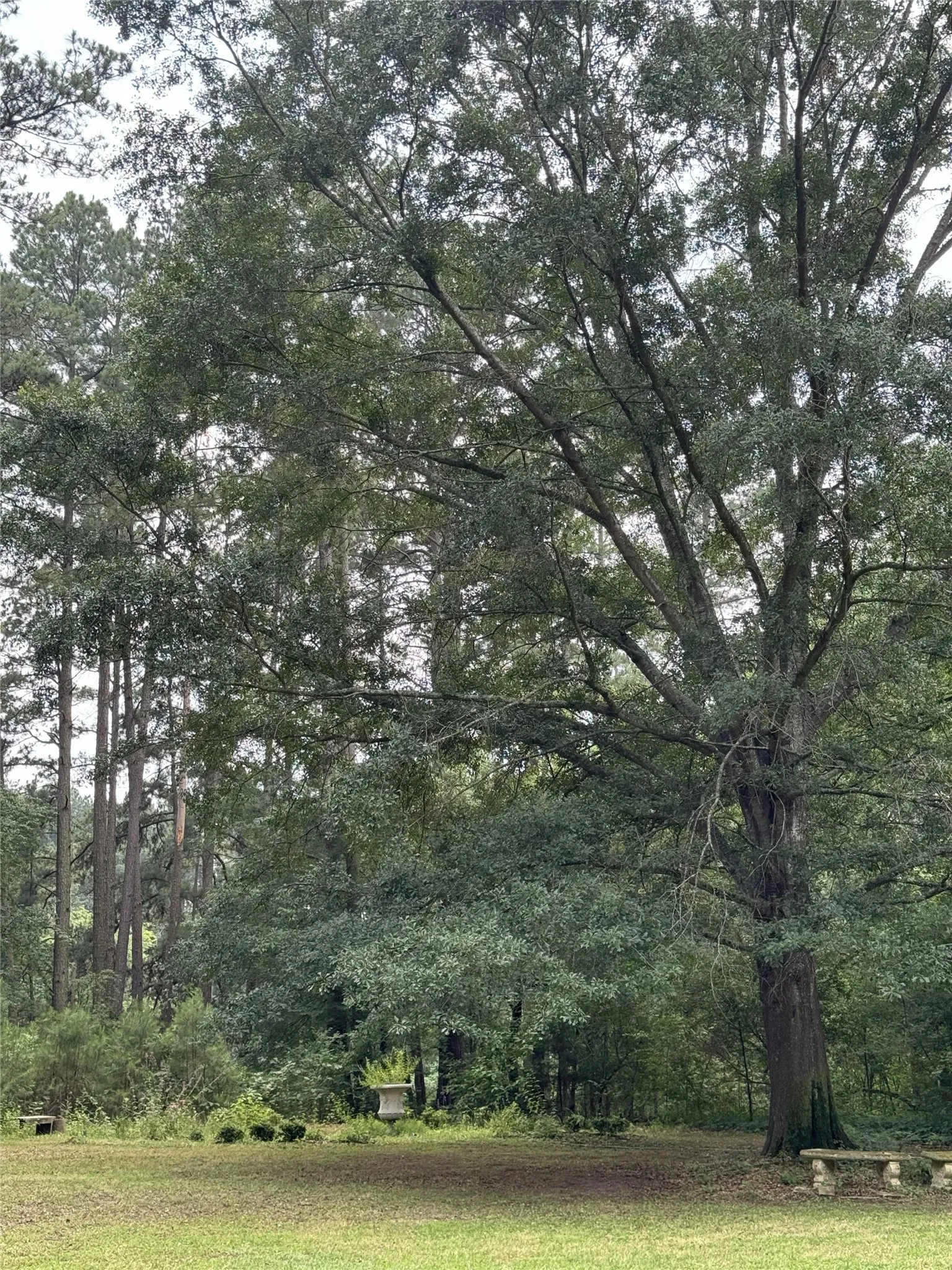 Soaring trees with benches to enjoy the nature and surroundings