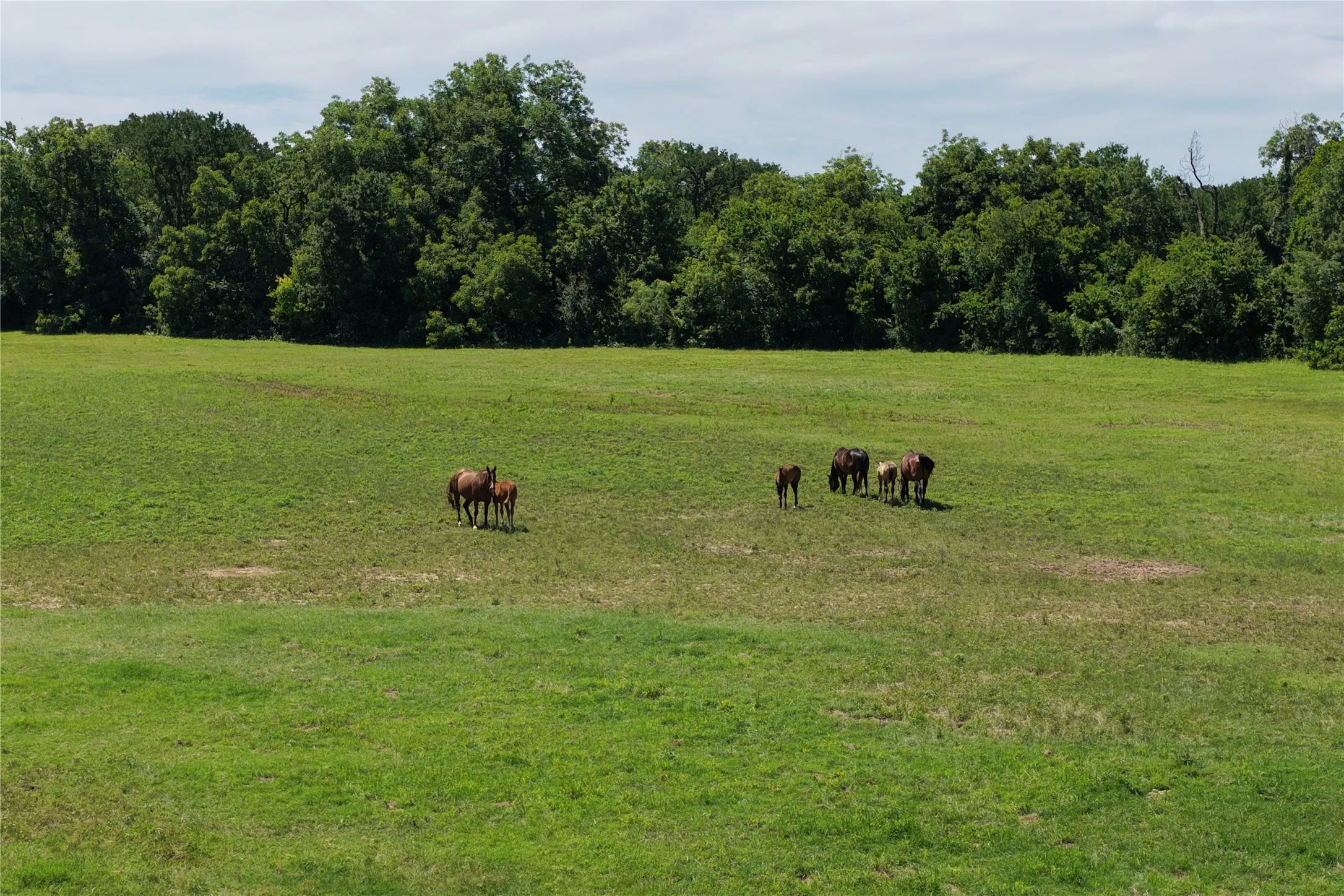 Farm For Sale in Comanche County , 3900 County Road 304a, Comanche, Texas 76442, 4 Bedroom, 3 Bathroom, Garage spaces, 1,650 Sqft, built in 1964, mls#21283708, Real Estate Agent in Comanche, Homes For Sale in Comanche county, Homes For Sale in Comanche, Realtor in Comanche Texas, Real Estate Brokerage Independent Realty Texas, Luminita Cordes Realtor