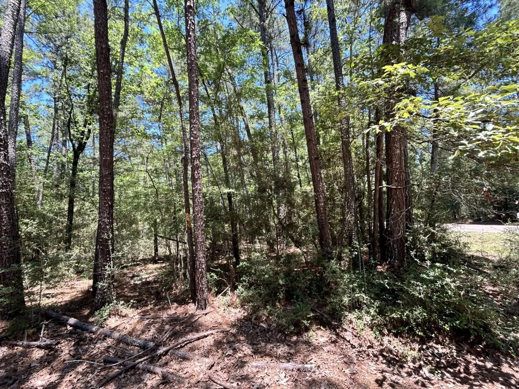 Unimproved Land For Sale in Trinity County , Lot 19 BH Caroll Street, Trinity, Texas 75862, 0, 0, Garage spaces, 0 Sqft, built in 0, Price $14,900, mls#21288065, Real Estate Agent in Trinity, Homes For Sale in Trinity county, Homes For Sale in Trinity, Realtor in Trinity Texas, Real Estate Brokerage Independent Realty Texas, Luminita Cordes Realtor