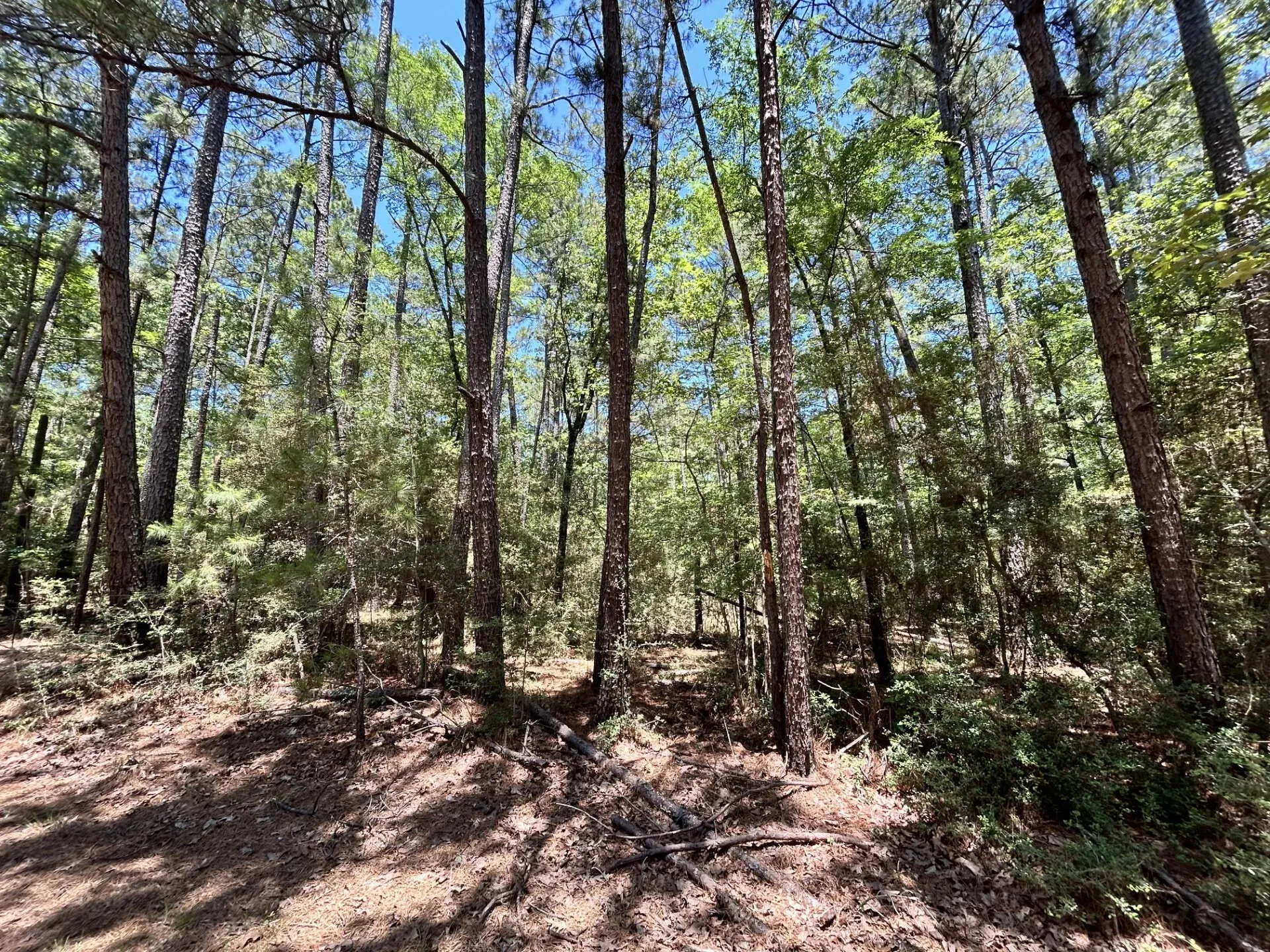 Unimproved Land For Sale in Trinity County , Lot 19 BH Caroll Street, Trinity, Texas 75862, 0, 0, Garage spaces, 0 Sqft, built in 0, Price $14,900, mls#21288065, Real Estate Agent in Trinity, Homes For Sale in Trinity county, Homes For Sale in Trinity, Realtor in Trinity Texas, Real Estate Brokerage Independent Realty Texas, Luminita Cordes Realtor