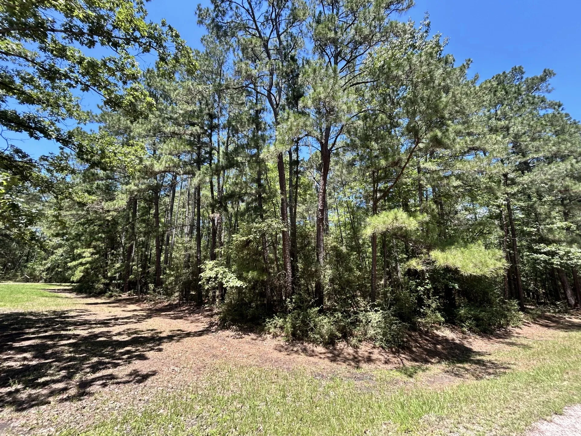 Unimproved Land For Sale in Trinity County , Lot 19 BH Caroll Street, Trinity, Texas 75862, 0, 0, Garage spaces, 0 Sqft, built in 0, Price $14,900, mls#21288065, Real Estate Agent in Trinity, Homes For Sale in Trinity county, Homes For Sale in Trinity, Realtor in Trinity Texas, Real Estate Brokerage Independent Realty Texas, Luminita Cordes Realtor