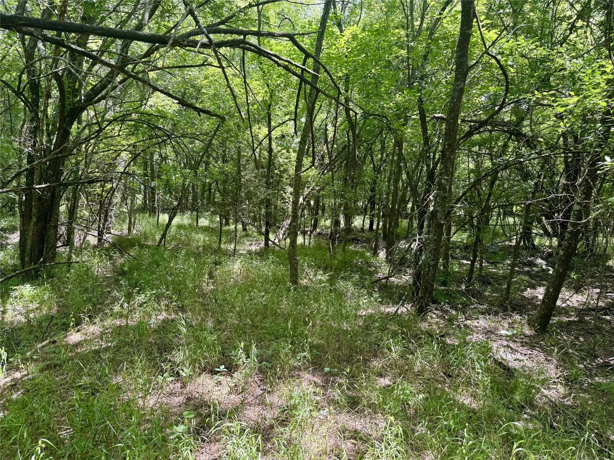 Wooded acreage featuring mature trees and undergrowth, providing a natural setting