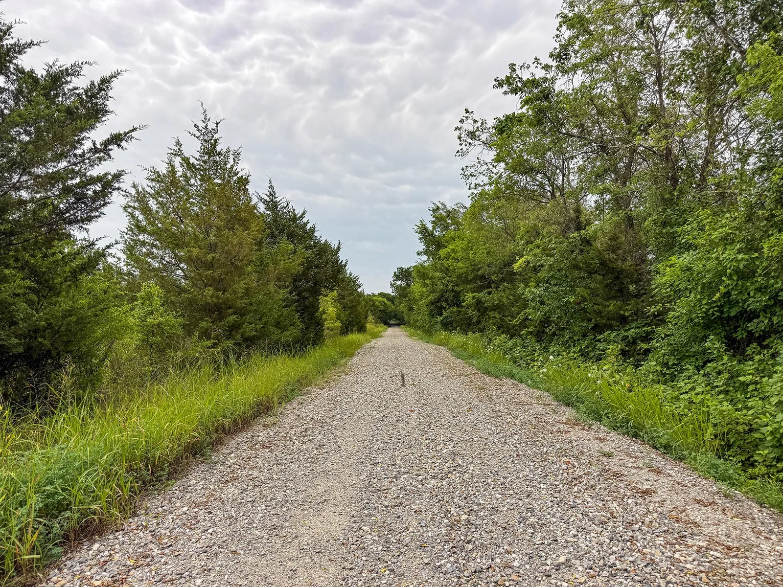 Gravel pathway bordered by mature trees and natural vegetation