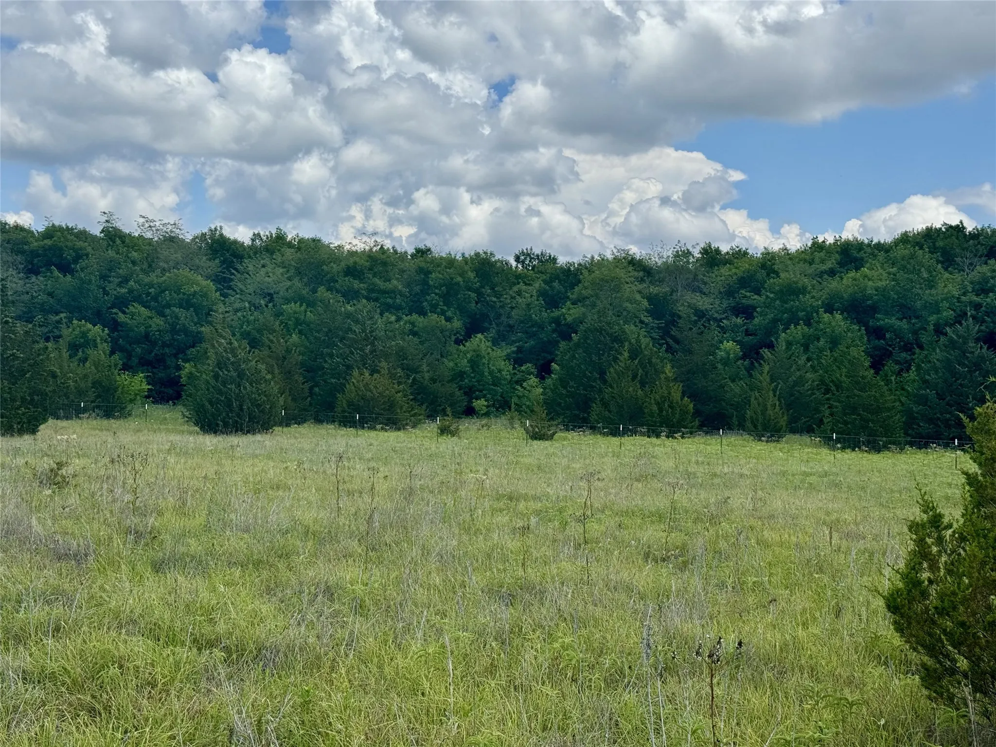 Expansive green field featuring varied grasses and occasional small shrubs, bordered by a dense line of mature trees