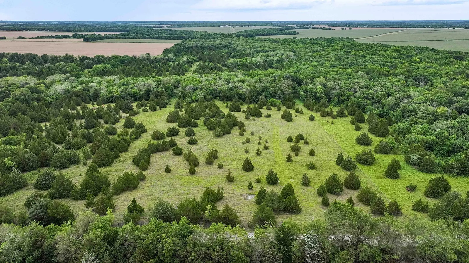 Expansive acreage featuring a mix of mature woodland and open grassy areas with scattered trees