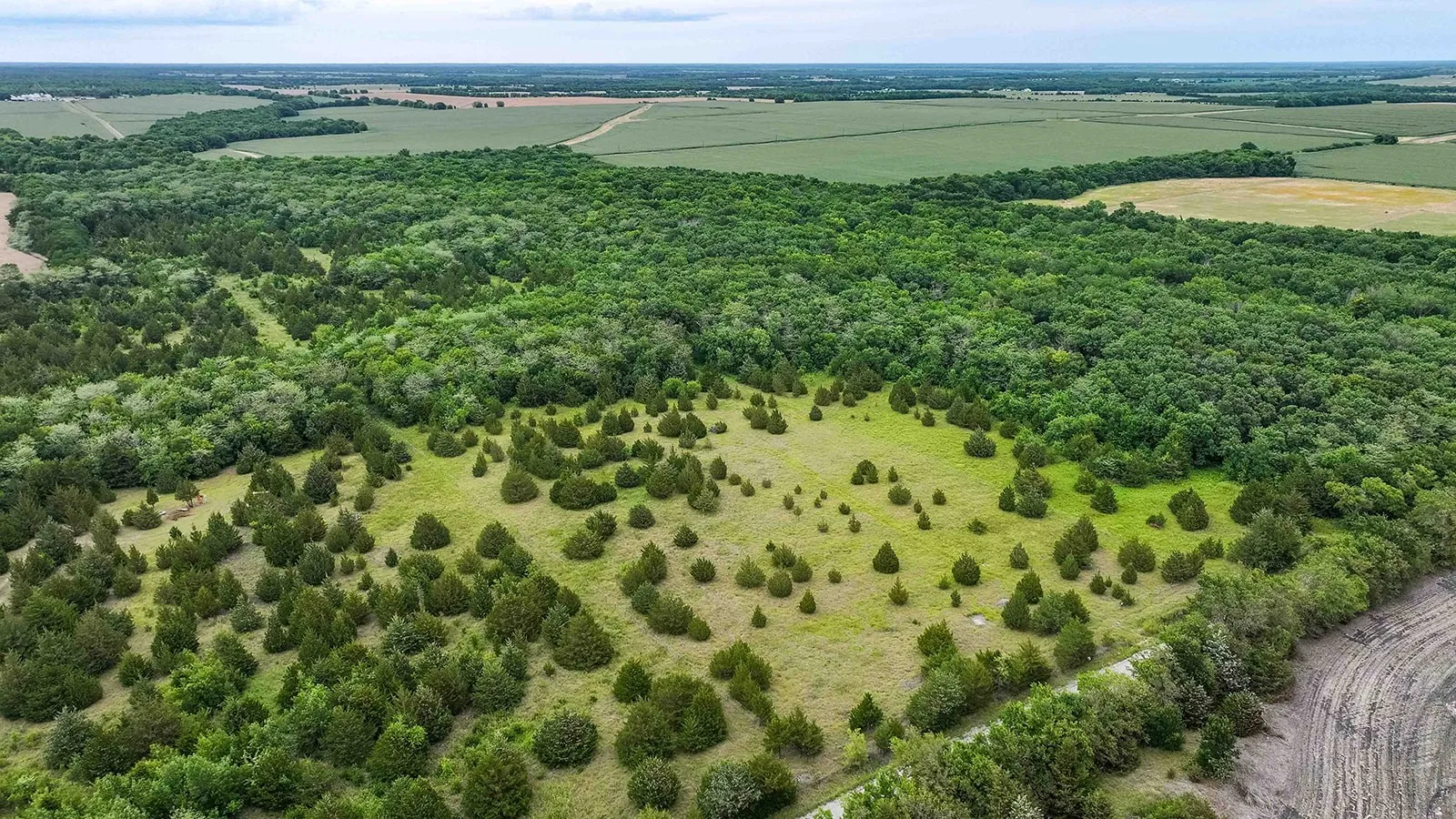 Expansive wooded parcel featuring a mix of dense forest and open clearings