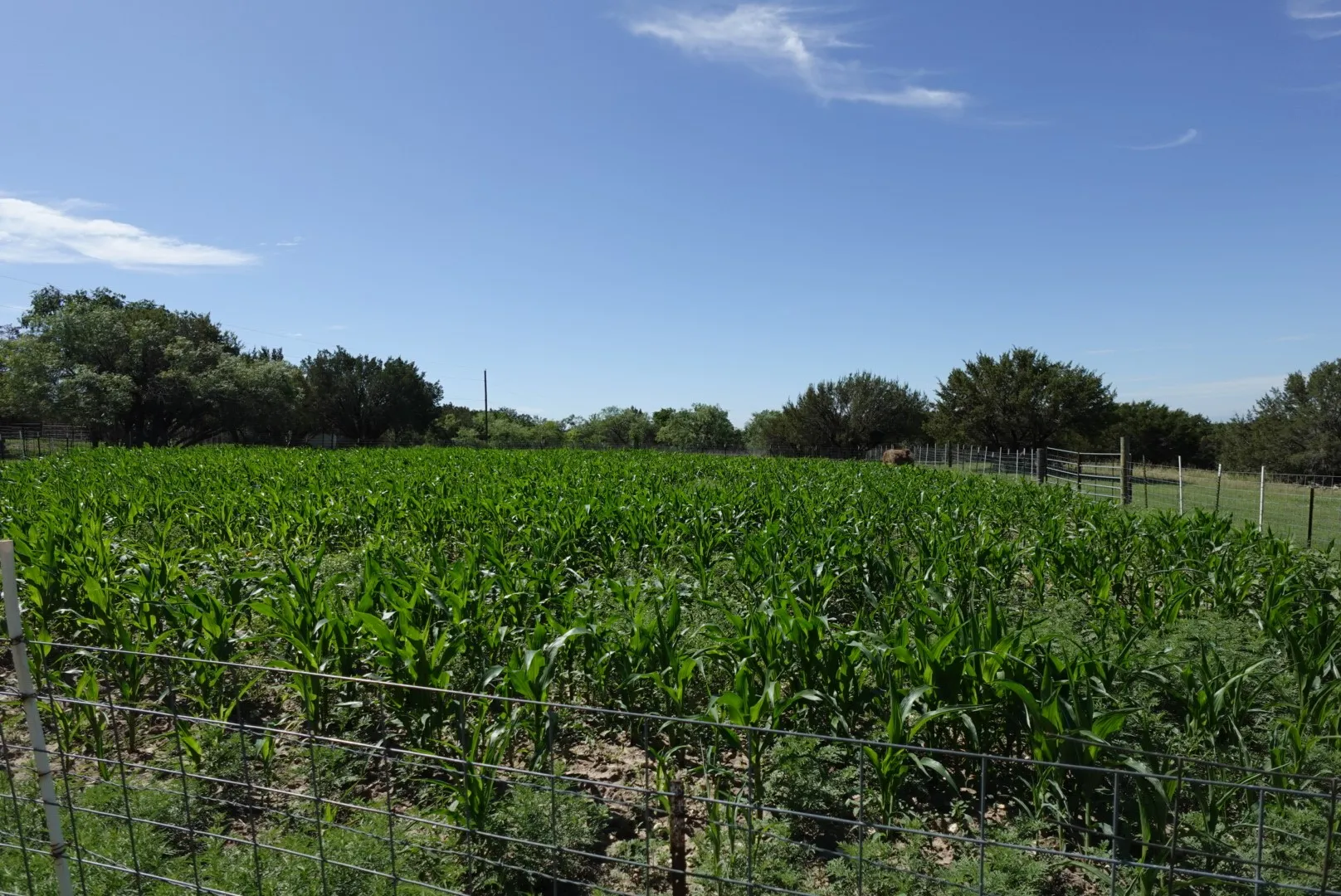 Mobile Home For Sale in Erath County , 30495 State Highway 6, Hico, Texas 76457, 4 Bedrooms, 2 Bathrooms, Garage spaces, 1,792 Sqft, built in 2001, Price $320,000, mls#21288456, Real Estate Agent in Hico, Homes For Sale in Erath county, Homes For Sale in Hico, Realtor in Hico Texas, Real Estate Brokerage Independent Realty Texas, Luminita Cordes Realtor