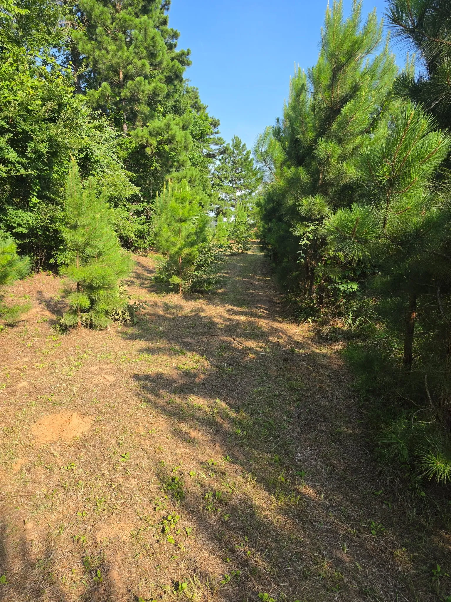 Unimproved Land For Sale in Anderson County , 0000 W State Highway 294, Elkhart, Texas 75839, 0, 0, Garage spaces, 0 Sqft, built in 0, mls#21288565, Real Estate Agent in Elkhart, Homes For Sale in Anderson county, Homes For Sale in Elkhart, Realtor in Elkhart Texas, Real Estate Brokerage Independent Realty Texas, Luminita Cordes Realtor
