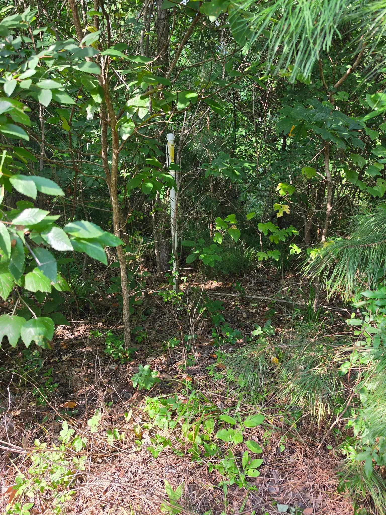 Unimproved Land For Sale in Anderson County , 0000 W State Highway 294, Elkhart, Texas 75839, 0, 0, Garage spaces, 0 Sqft, built in 0, mls#21288565, Real Estate Agent in Elkhart, Homes For Sale in Anderson county, Homes For Sale in Elkhart, Realtor in Elkhart Texas, Real Estate Brokerage Independent Realty Texas, Luminita Cordes Realtor