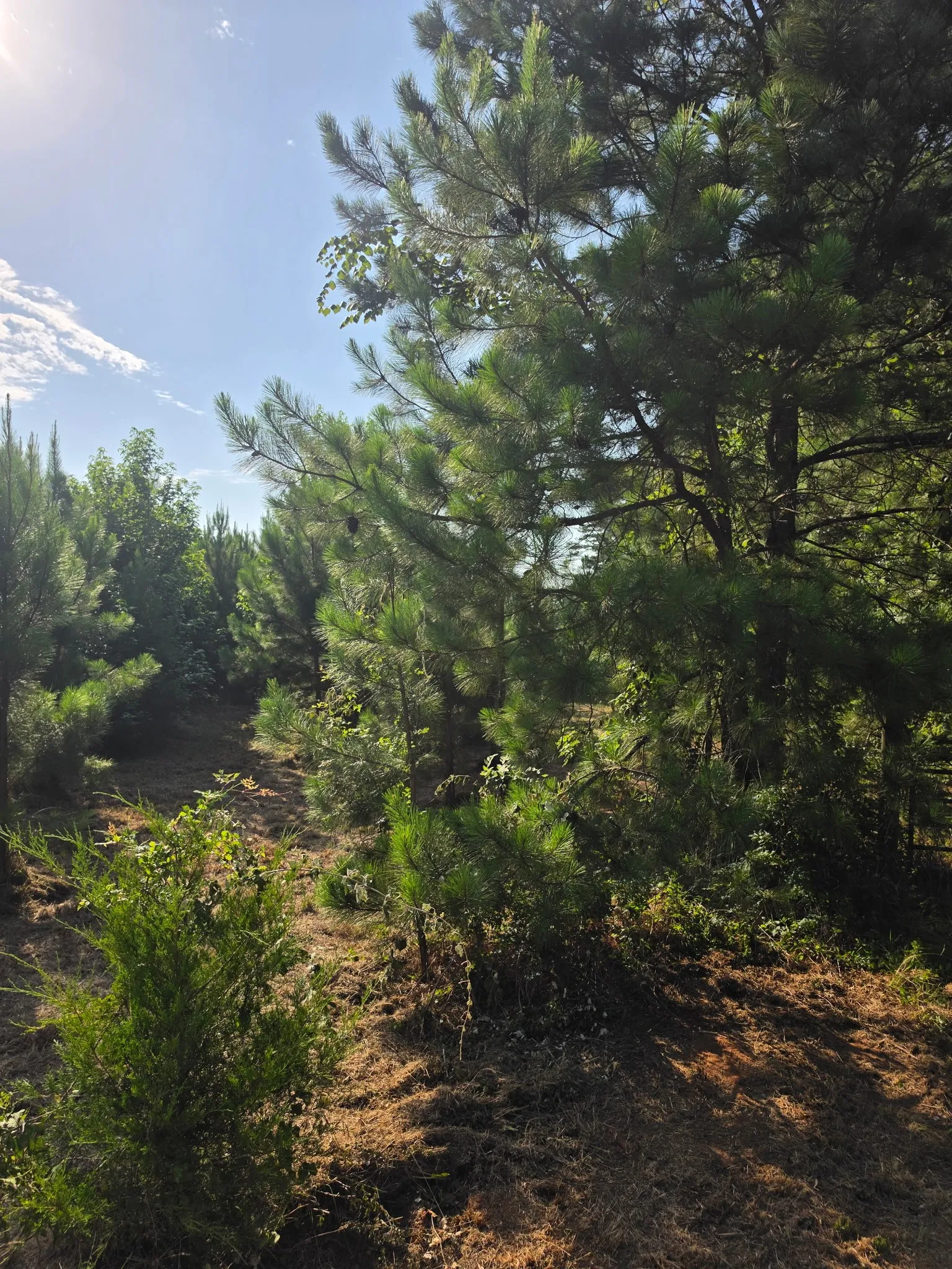 Unimproved Land For Sale in Anderson County , 0000 W State Highway 294, Elkhart, Texas 75839, 0, 0, Garage spaces, 0 Sqft, built in 0, mls#21288565, Real Estate Agent in Elkhart, Homes For Sale in Anderson county, Homes For Sale in Elkhart, Realtor in Elkhart Texas, Real Estate Brokerage Independent Realty Texas, Luminita Cordes Realtor