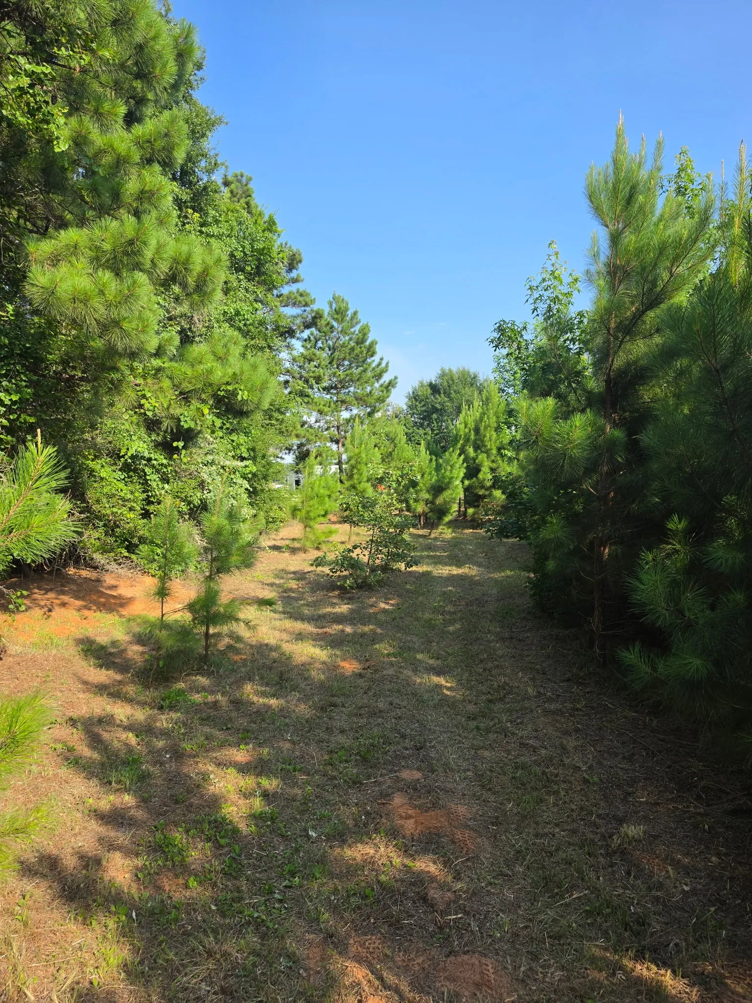 Unimproved Land For Sale in Anderson County , 0000 W State Highway 294, Elkhart, Texas 75839, 0, 0, Garage spaces, 0 Sqft, built in 0, mls#21288565, Real Estate Agent in Elkhart, Homes For Sale in Anderson county, Homes For Sale in Elkhart, Realtor in Elkhart Texas, Real Estate Brokerage Independent Realty Texas, Luminita Cordes Realtor
