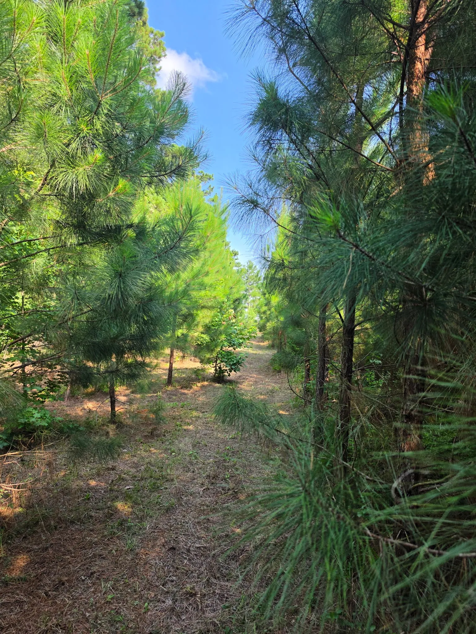 Unimproved Land For Sale in Anderson County , 0000 W State Highway 294, Elkhart, Texas 75839, 0, 0, Garage spaces, 0 Sqft, built in 0, mls#21288565, Real Estate Agent in Elkhart, Homes For Sale in Anderson county, Homes For Sale in Elkhart, Realtor in Elkhart Texas, Real Estate Brokerage Independent Realty Texas, Luminita Cordes Realtor