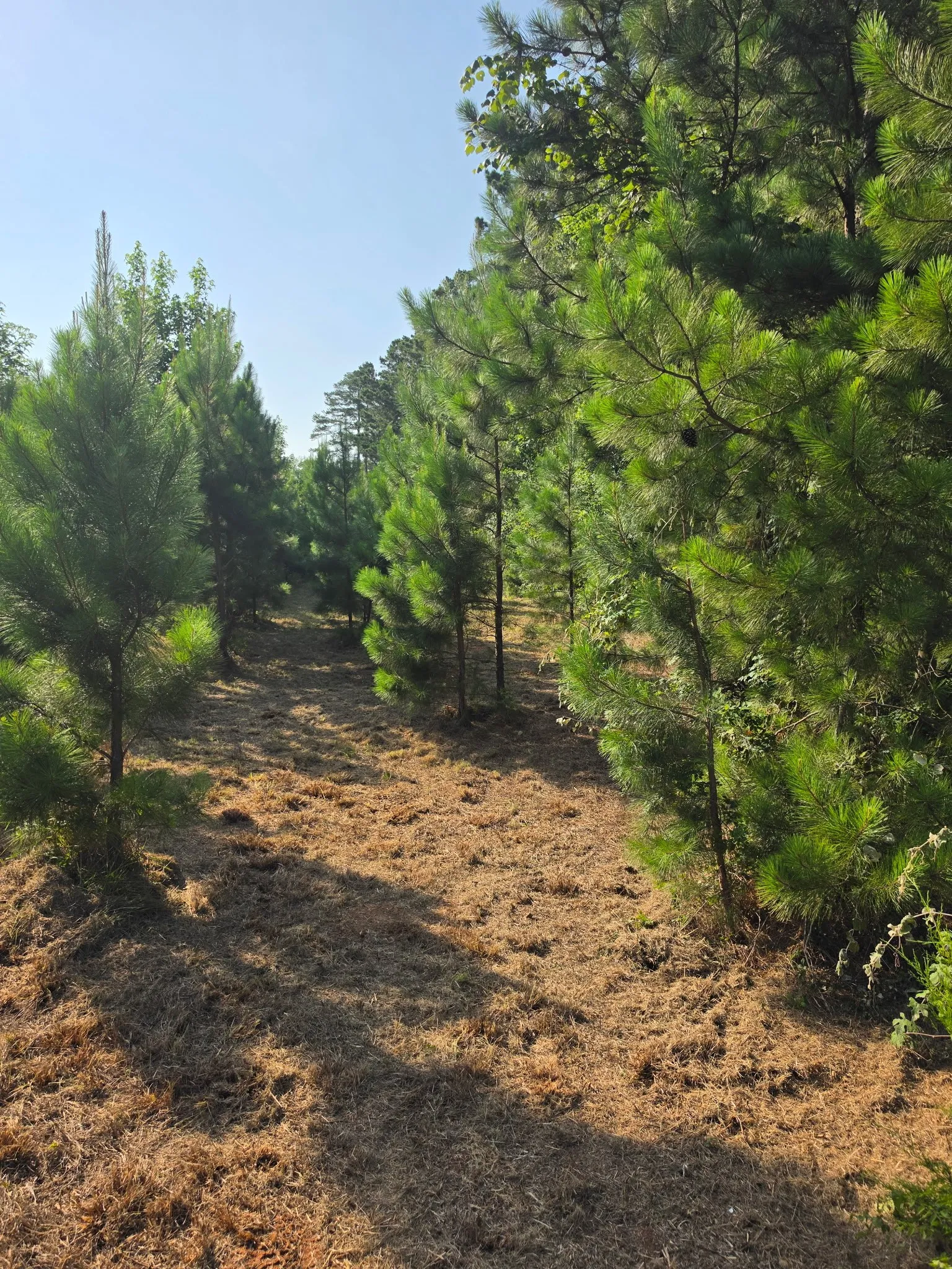 Unimproved Land For Sale in Anderson County , 0000 W State Highway 294, Elkhart, Texas 75839, 0, 0, Garage spaces, 0 Sqft, built in 0, mls#21288565, Real Estate Agent in Elkhart, Homes For Sale in Anderson county, Homes For Sale in Elkhart, Realtor in Elkhart Texas, Real Estate Brokerage Independent Realty Texas, Luminita Cordes Realtor