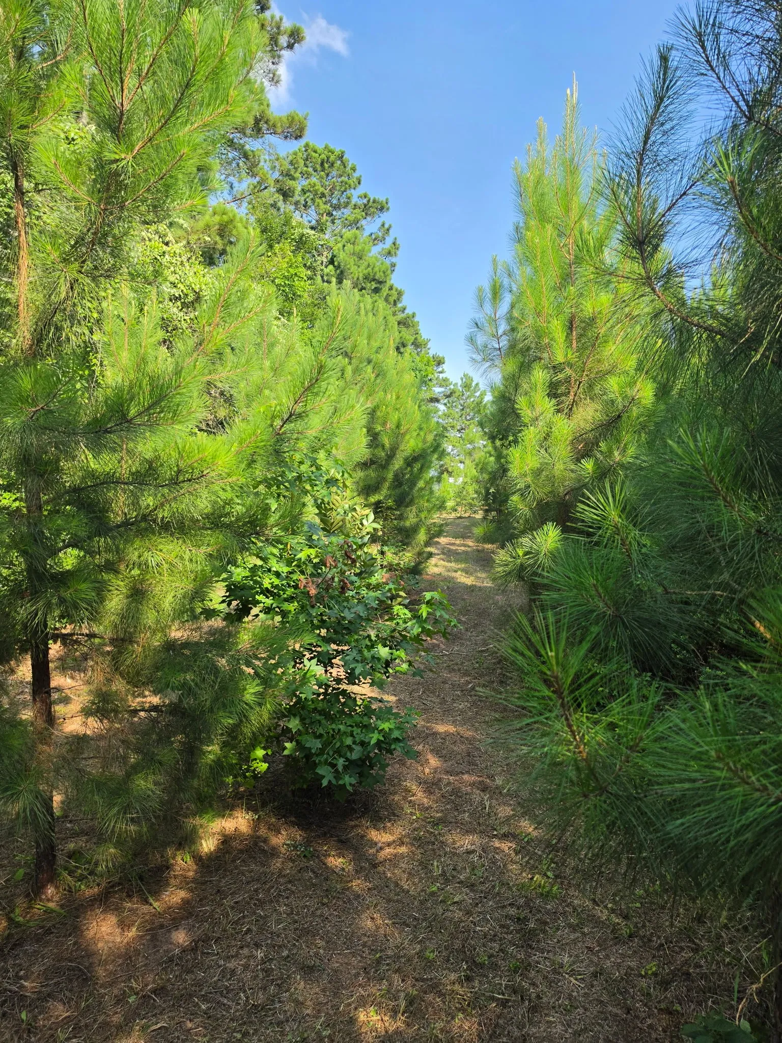 Unimproved Land For Sale in Anderson County , 0000 W State Highway 294, Elkhart, Texas 75839, 0, 0, Garage spaces, 0 Sqft, built in 0, mls#21288565, Real Estate Agent in Elkhart, Homes For Sale in Anderson county, Homes For Sale in Elkhart, Realtor in Elkhart Texas, Real Estate Brokerage Independent Realty Texas, Luminita Cordes Realtor