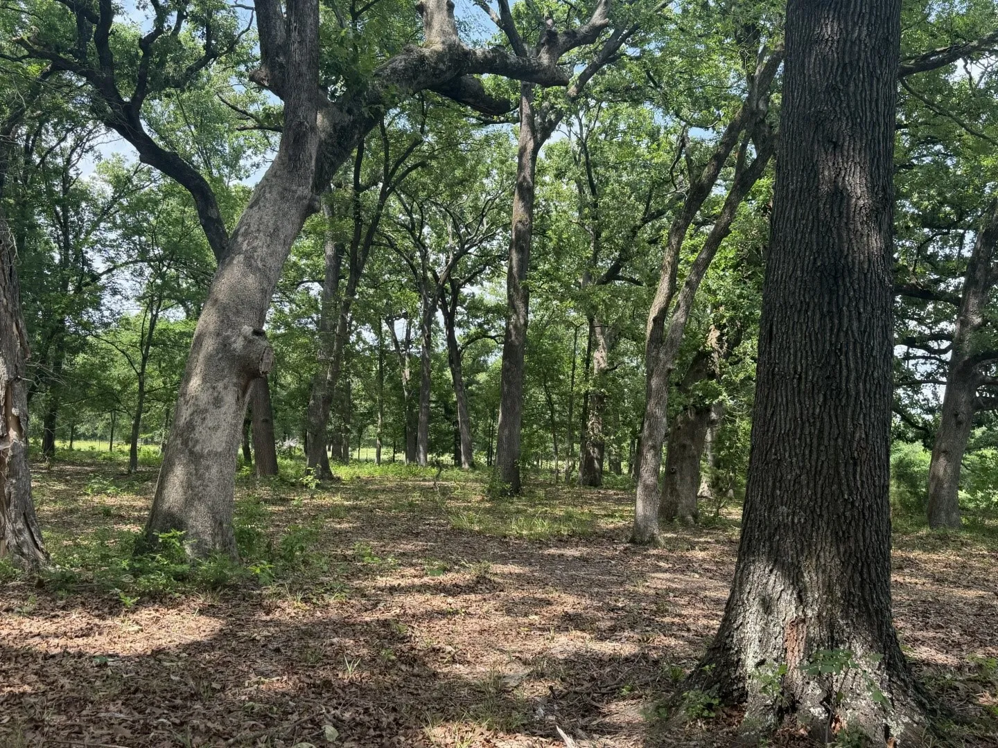 Single Family Residence For Sale in Titus County , 276 Fm 71, Mt Pleasant, Texas 75455, 3 Bedroom, 2 Bathroom, 16 Garage spaces, 1,647 Sqft, built in 2022, Price $949,900, mls#21288678, Real Estate Agent in Mt Pleasant, Homes For Sale in Titus county, Homes For Sale in Mt Pleasant, Realtor in Mt Pleasant Texas, Real Estate Brokerage Independent Realty Texas, Luminita Cordes Realtor