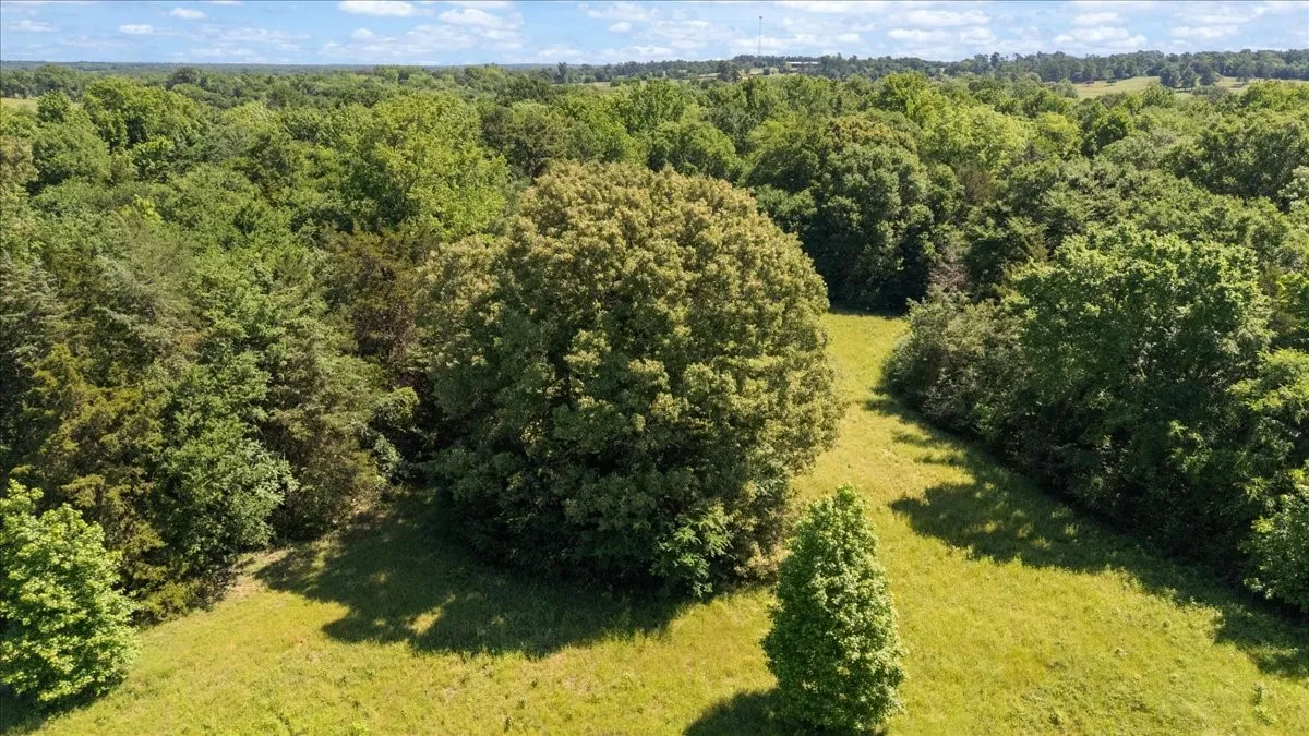 Unimproved Land For Sale in Hopkins County , 279 County Road 2395, Winnsboro, Texas 75494, 0, 0, Garage spaces, 0 Sqft, built in 0, Price $637,500, mls#21288778, Real Estate Agent in Winnsboro, Homes For Sale in Hopkins county, Homes For Sale in Winnsboro, Realtor in Winnsboro Texas, Real Estate Brokerage Independent Realty Texas, Luminita Cordes Realtor