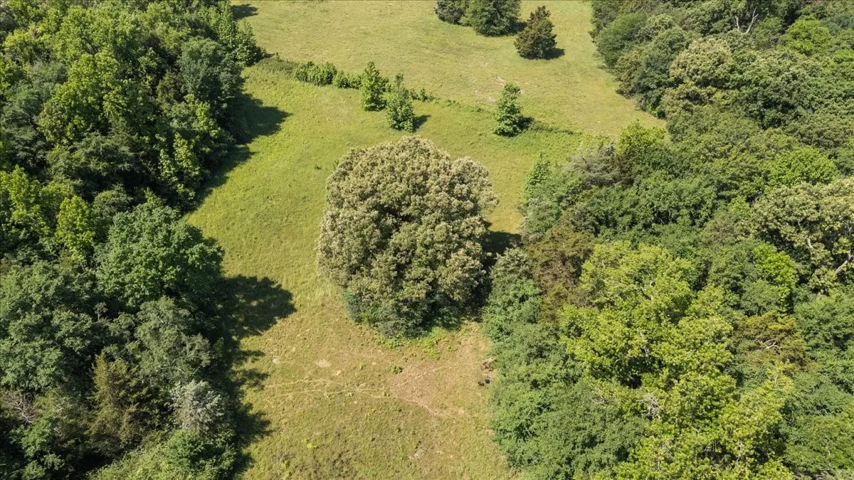 Unimproved Land For Sale in Hopkins County , 279 County Road 2395, Winnsboro, Texas 75494, 0, 0, Garage spaces, 0 Sqft, built in 0, Price $637,500, mls#21288778, Real Estate Agent in Winnsboro, Homes For Sale in Hopkins county, Homes For Sale in Winnsboro, Realtor in Winnsboro Texas, Real Estate Brokerage Independent Realty Texas, Luminita Cordes Realtor
