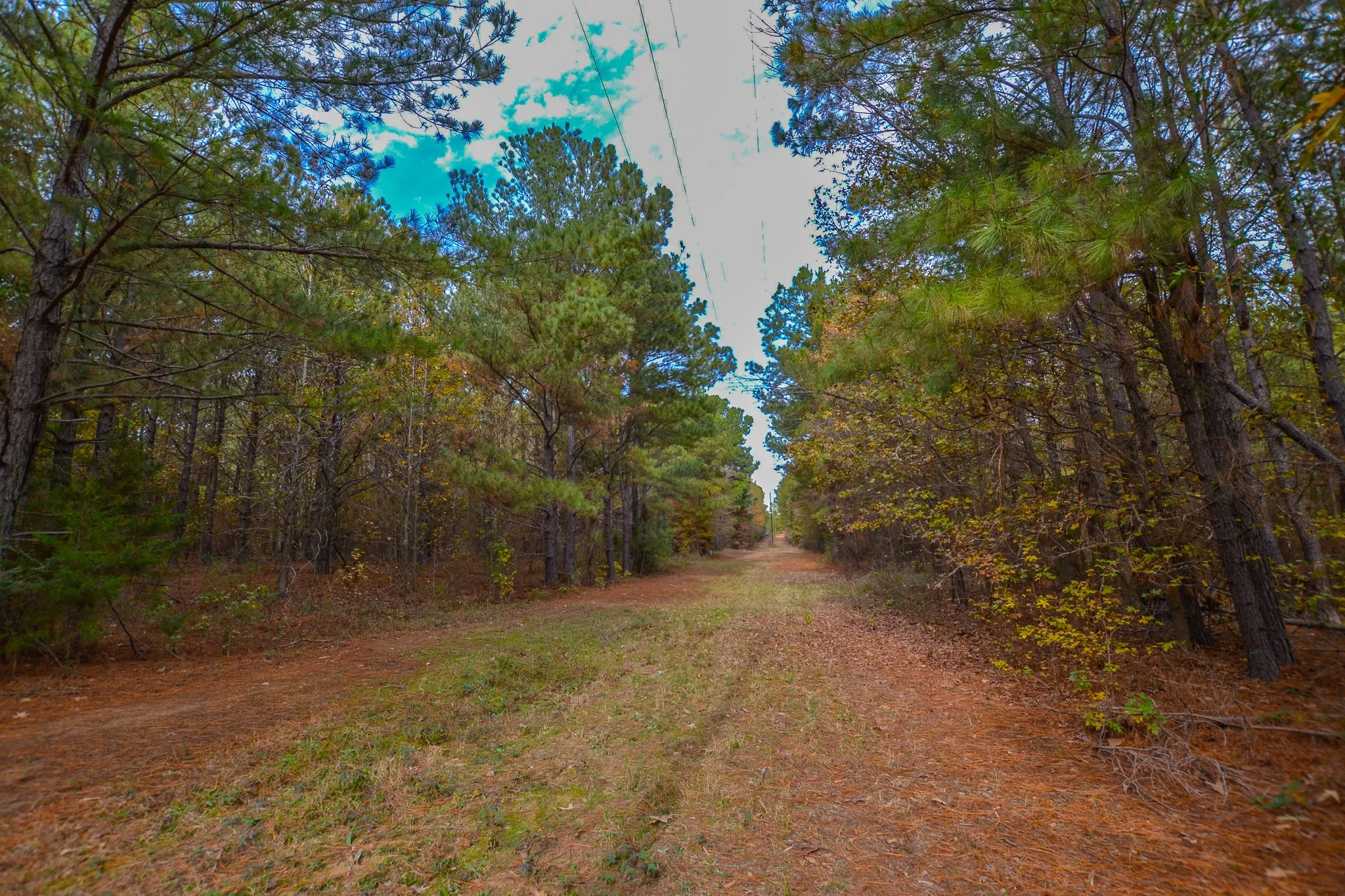 Unimproved Land For Sale in Wood County , 0 CR 4960, Quitman, Texas 75783, 0, 0, Garage spaces, 0 Sqft, built in 0, mls#21288814, Real Estate Agent in Quitman, Homes For Sale in Wood county, Homes For Sale in Quitman, Realtor in Quitman Texas, Real Estate Brokerage Independent Realty Texas, Luminita Cordes Realtor