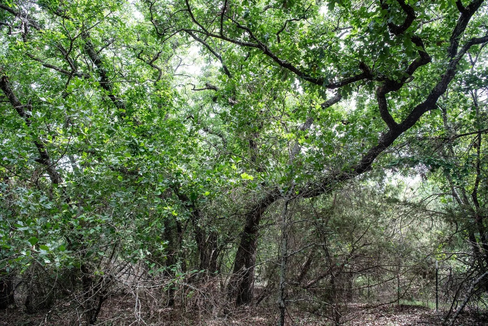 Unimproved Land For Sale in Parker County , TBD Latigo Way, Weatherford, Texas 76088, 0, 0, Garage spaces, 0 Sqft, built in 0, mls#21288556, Real Estate Agent in Weatherford, Homes For Sale in Parker county, Homes For Sale in Weatherford, Realtor in Weatherford Texas, Real Estate Brokerage Independent Realty Texas, Luminita Cordes Realtor
