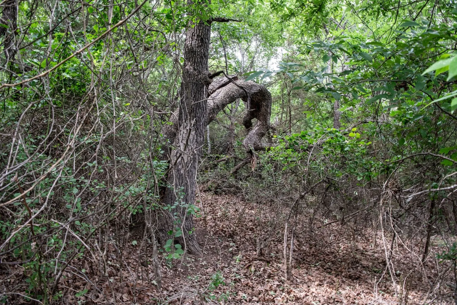 Unimproved Land For Sale in Parker County , TBD Latigo Way, Weatherford, Texas 76088, 0, 0, Garage spaces, 0 Sqft, built in 0, mls#21288556, Real Estate Agent in Weatherford, Homes For Sale in Parker county, Homes For Sale in Weatherford, Realtor in Weatherford Texas, Real Estate Brokerage Independent Realty Texas, Luminita Cordes Realtor