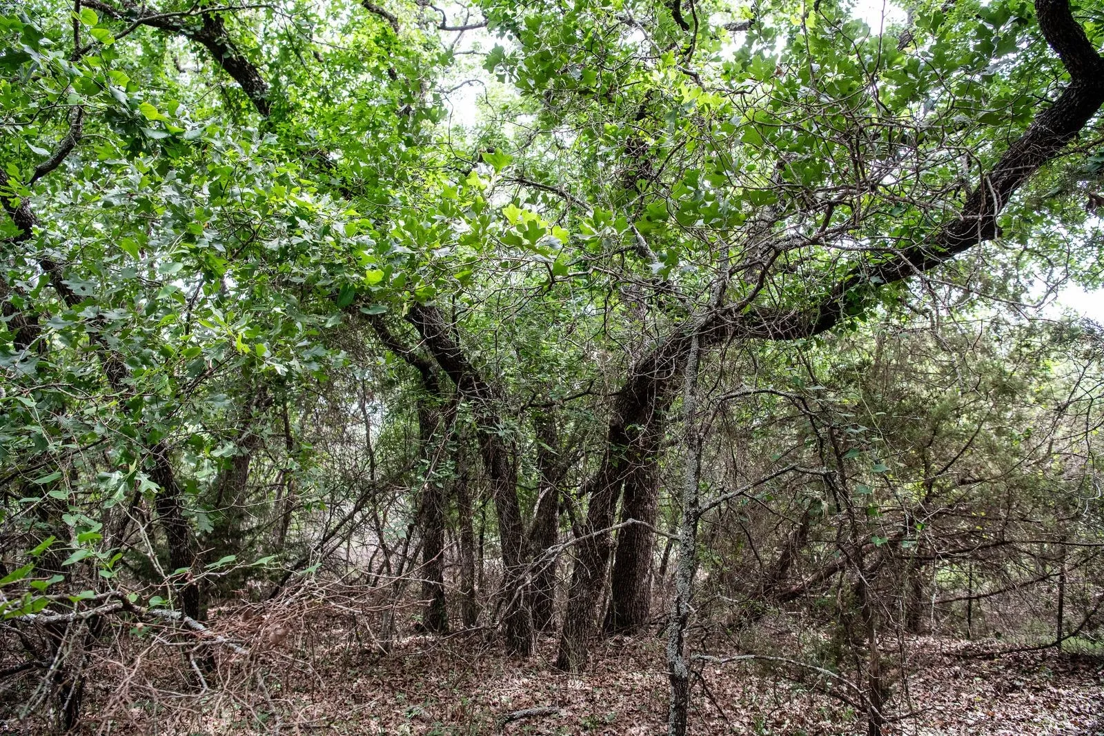 Unimproved Land For Sale in Parker County , TBD Latigo Way, Weatherford, Texas 76088, 0, 0, Garage spaces, 0 Sqft, built in 0, mls#21288556, Real Estate Agent in Weatherford, Homes For Sale in Parker county, Homes For Sale in Weatherford, Realtor in Weatherford Texas, Real Estate Brokerage Independent Realty Texas, Luminita Cordes Realtor