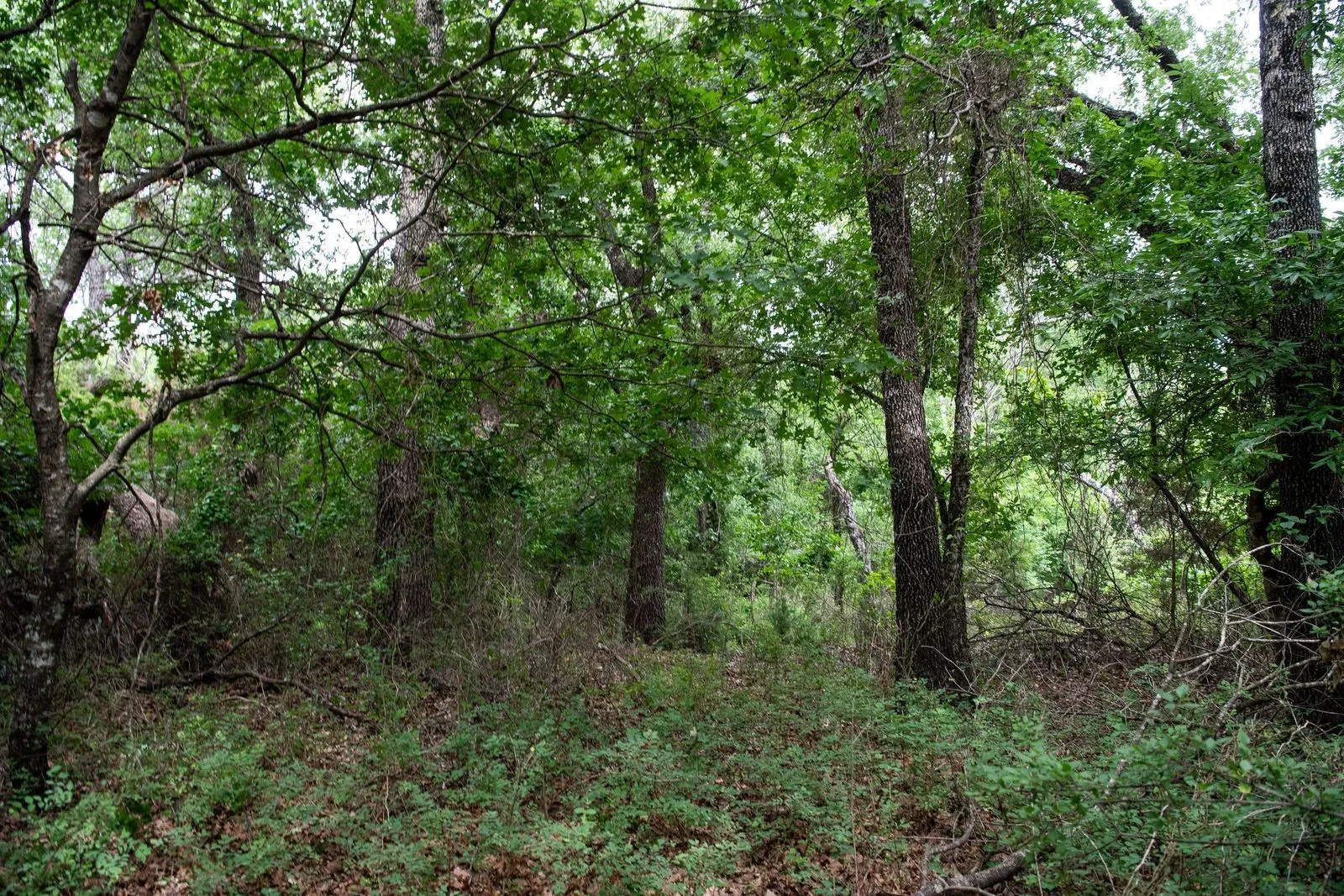 Unimproved Land For Sale in Parker County , TBD Latigo Way, Weatherford, Texas 76088, 0, 0, Garage spaces, 0 Sqft, built in 0, mls#21288556, Real Estate Agent in Weatherford, Homes For Sale in Parker county, Homes For Sale in Weatherford, Realtor in Weatherford Texas, Real Estate Brokerage Independent Realty Texas, Luminita Cordes Realtor