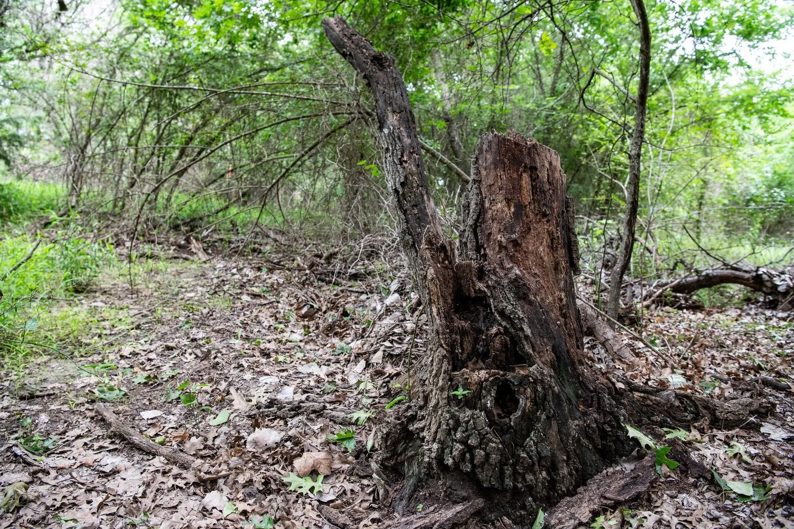 Unimproved Land For Sale in Parker County , TBD Latigo Way, Weatherford, Texas 76088, 0, 0, Garage spaces, 0 Sqft, built in 0, mls#21288556, Real Estate Agent in Weatherford, Homes For Sale in Parker county, Homes For Sale in Weatherford, Realtor in Weatherford Texas, Real Estate Brokerage Independent Realty Texas, Luminita Cordes Realtor