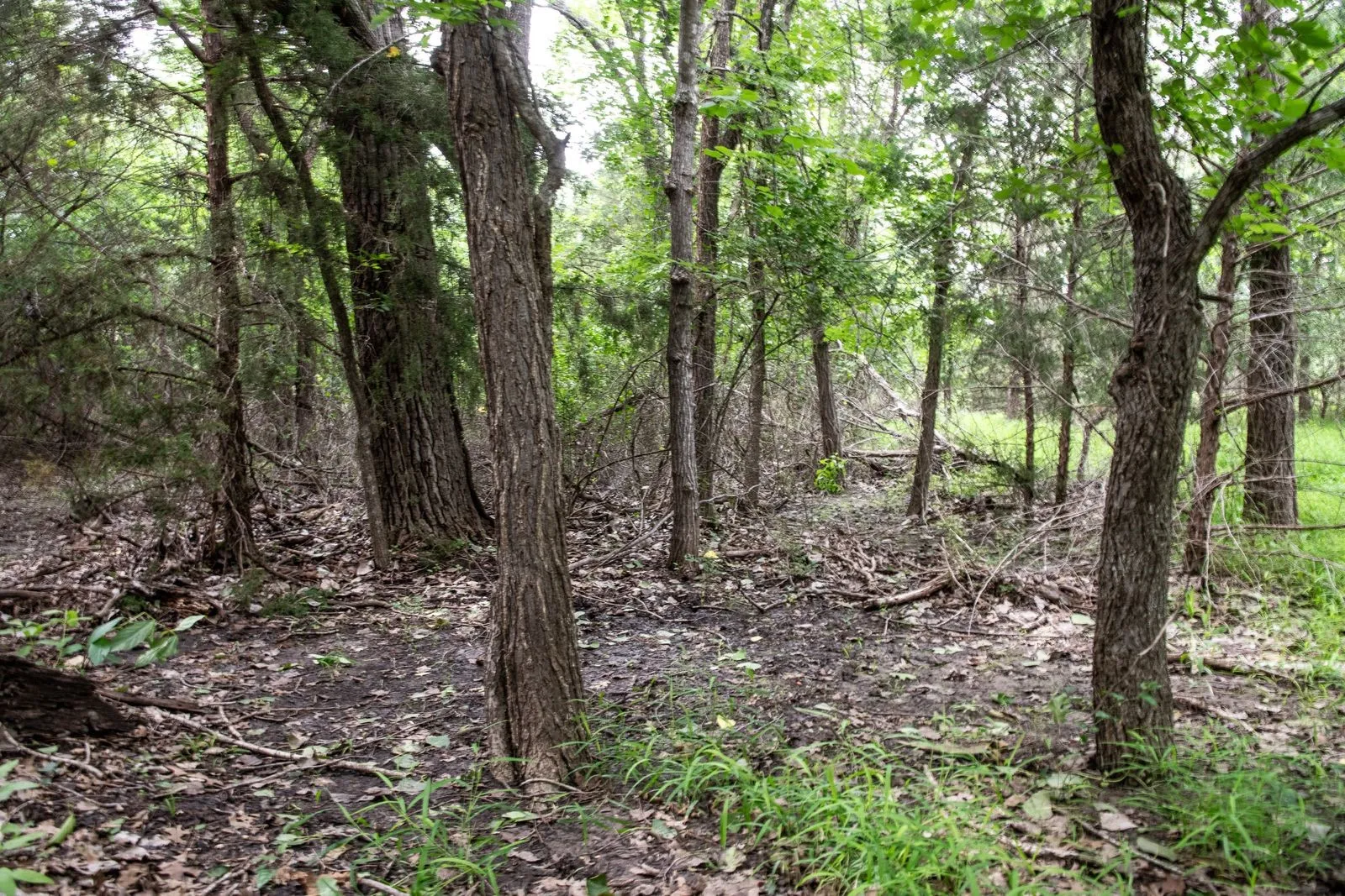 Unimproved Land For Sale in Parker County , TBD Latigo Way, Weatherford, Texas 76088, 0, 0, Garage spaces, 0 Sqft, built in 0, mls#21288556, Real Estate Agent in Weatherford, Homes For Sale in Parker county, Homes For Sale in Weatherford, Realtor in Weatherford Texas, Real Estate Brokerage Independent Realty Texas, Luminita Cordes Realtor